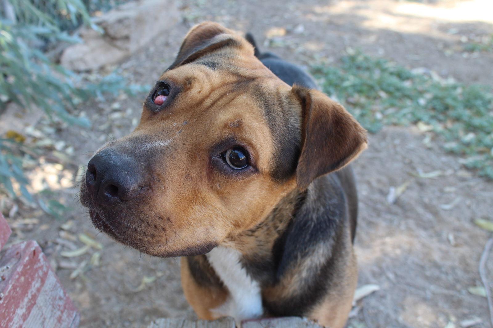 Cactus Jack, a Adoptable mixed breed in El Centro, CA image 3/4