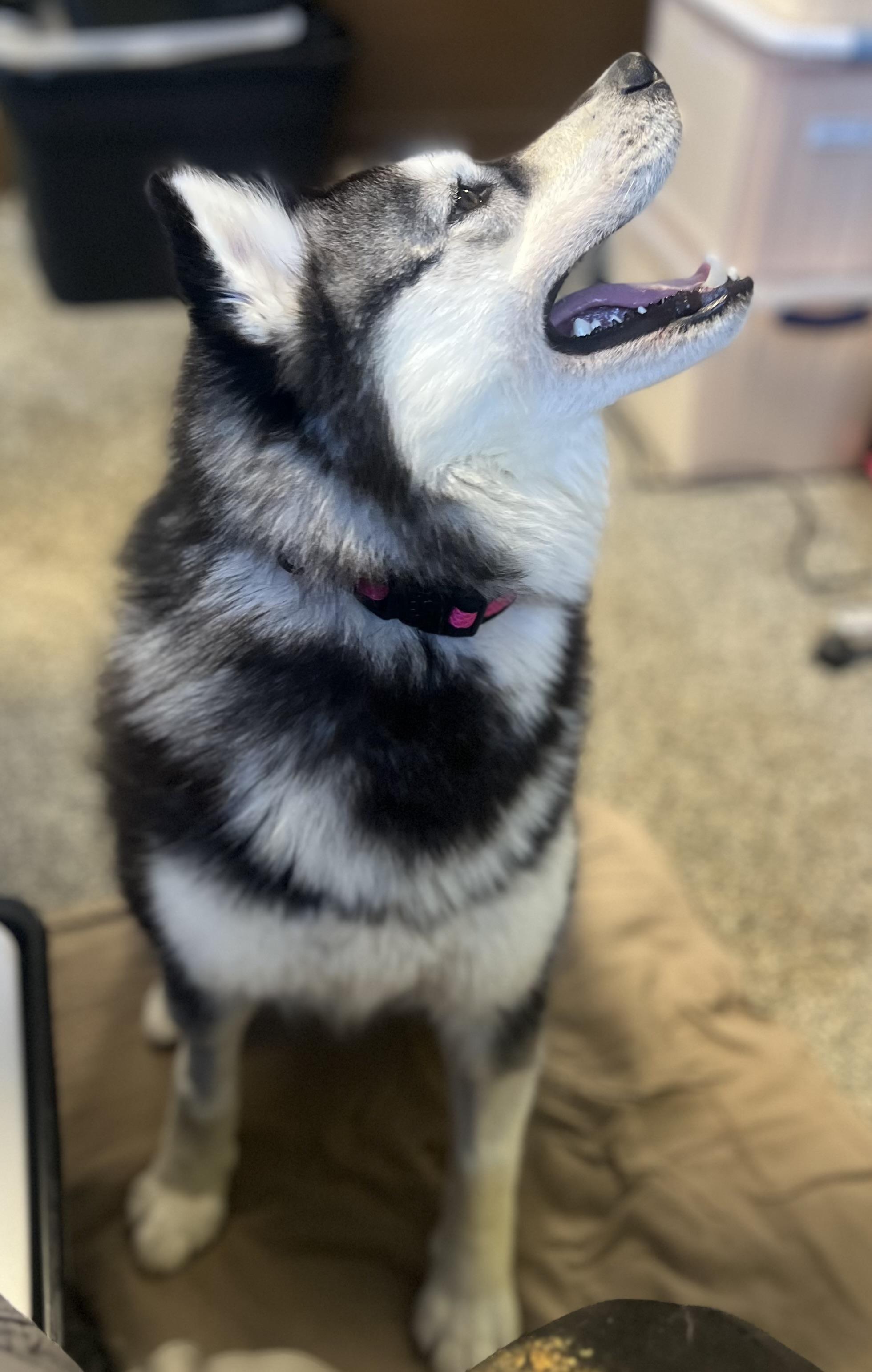 Enlarge Rosie, an adopted Siberian Husky in Blackstone, MA image 4/6