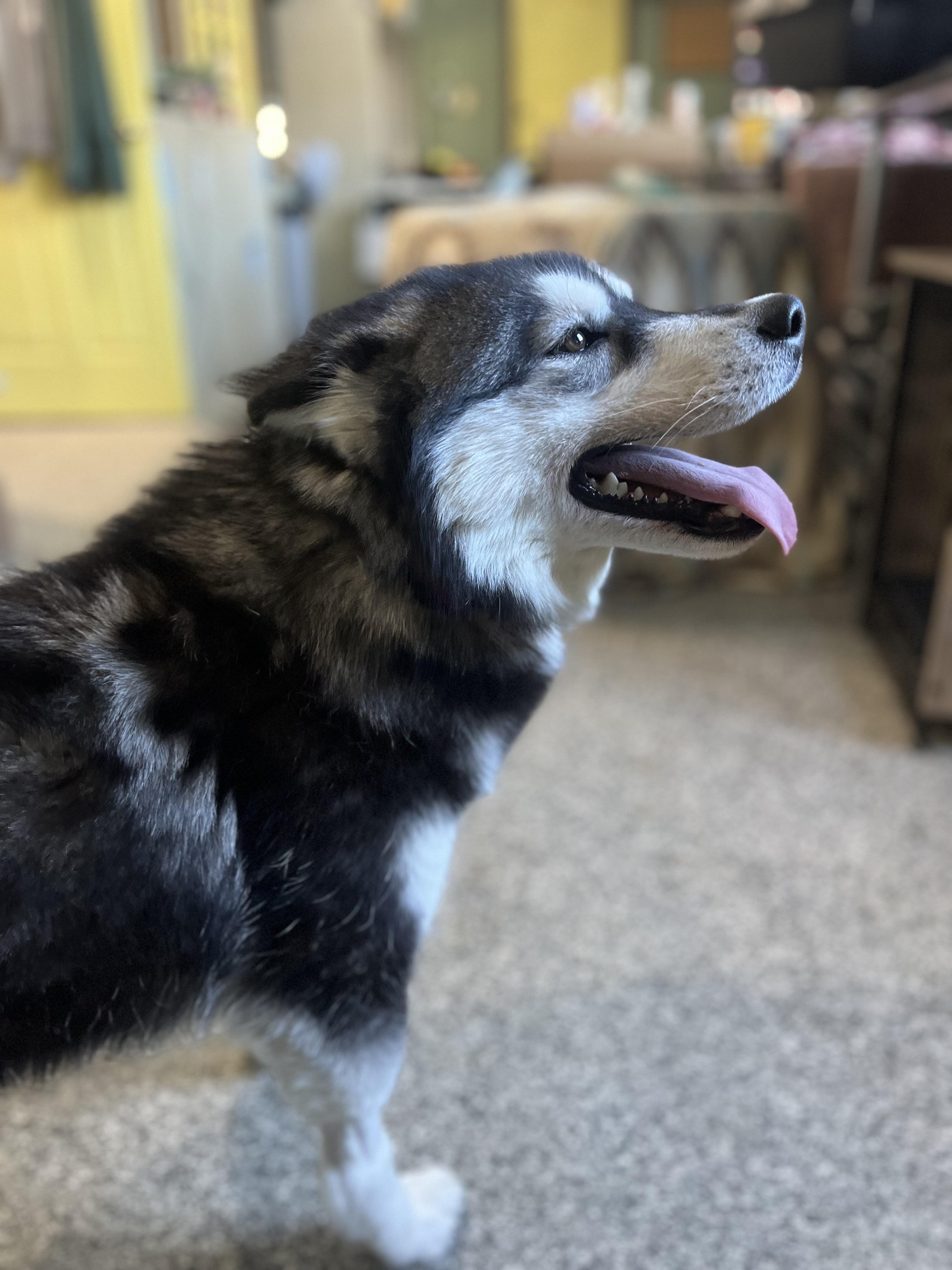 Enlarge Rosie, an adopted Siberian Husky in Blackstone, MA image 2/6