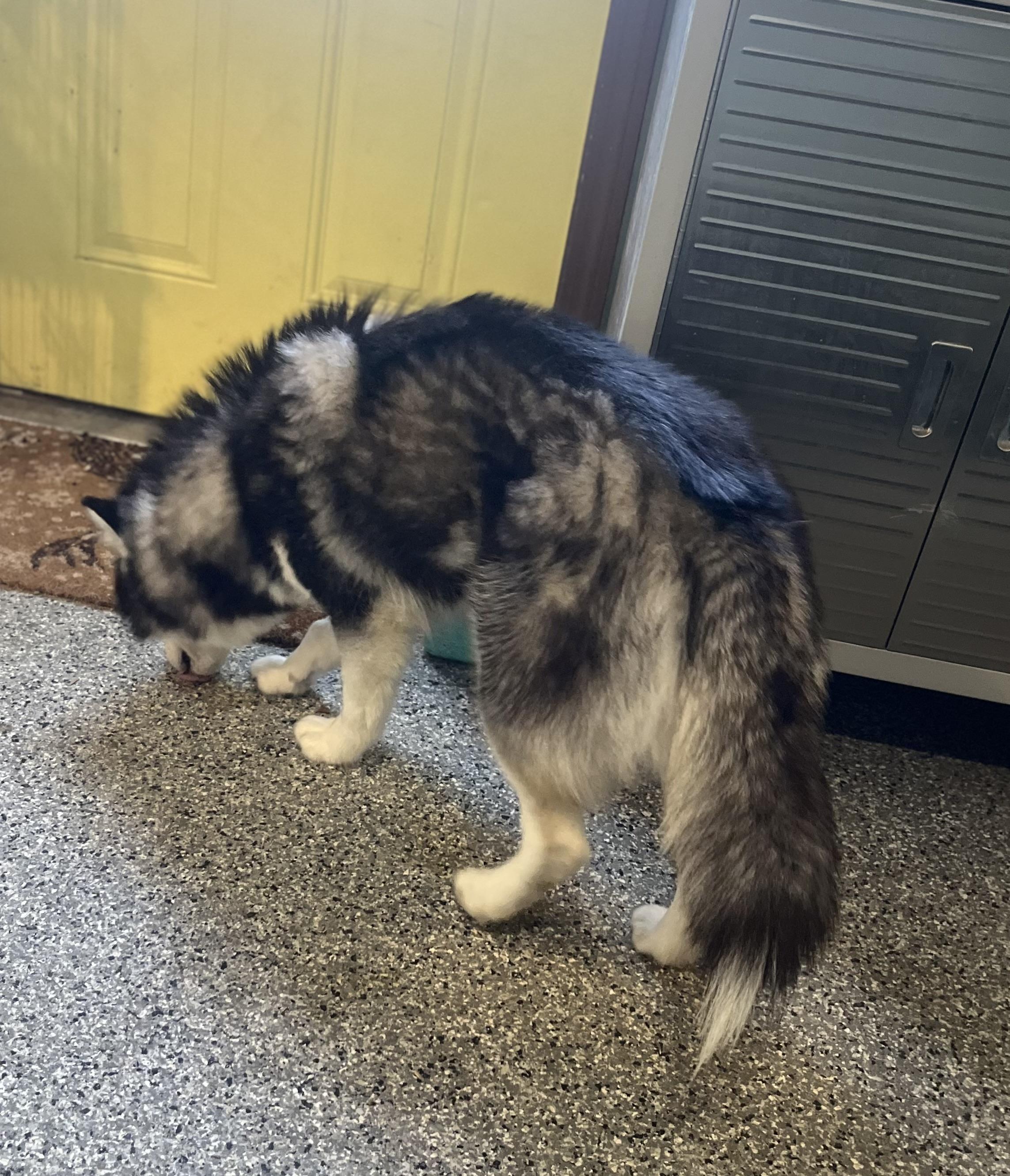 Enlarge Rosie, an adopted Siberian Husky in Blackstone, MA image 3/6