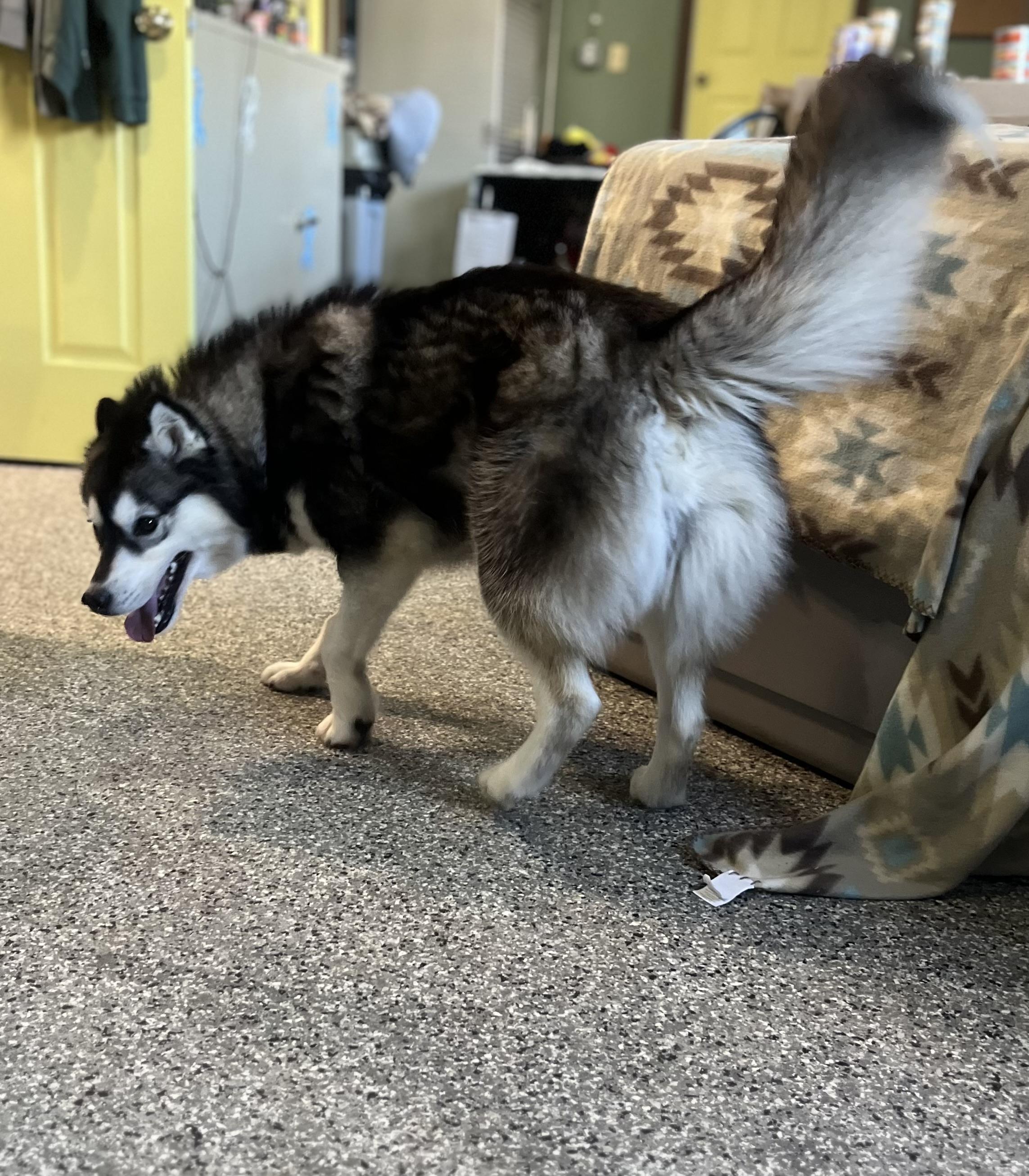 Enlarge Rosie, an adopted Siberian Husky in Blackstone, MA image 6/6