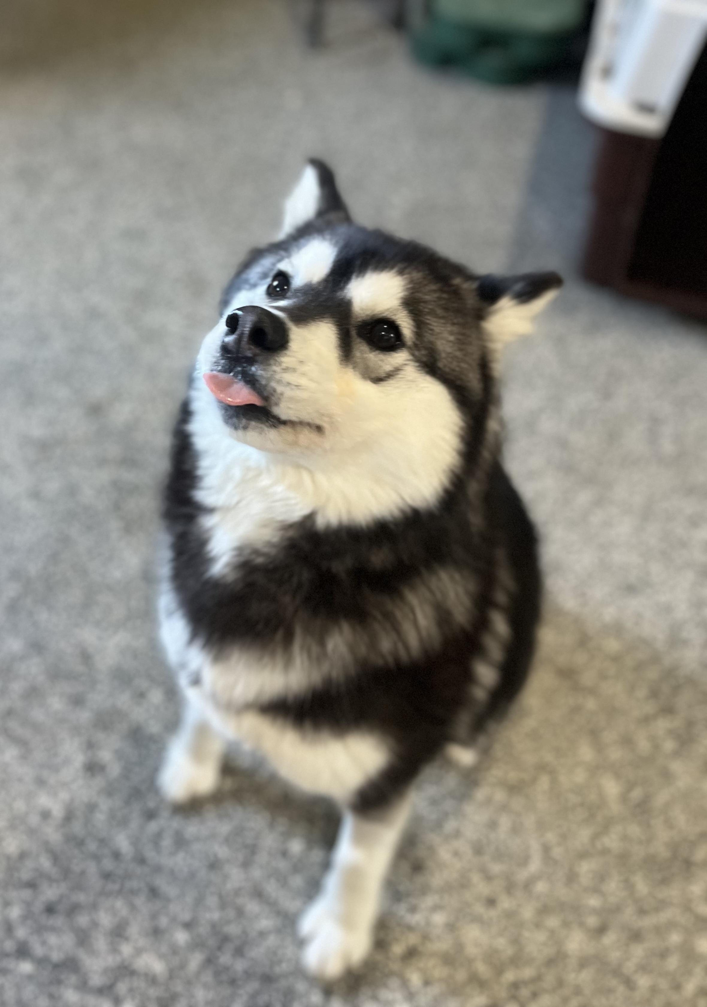 Enlarge Rosie, an adopted Siberian Husky in Blackstone, MA image 1/6