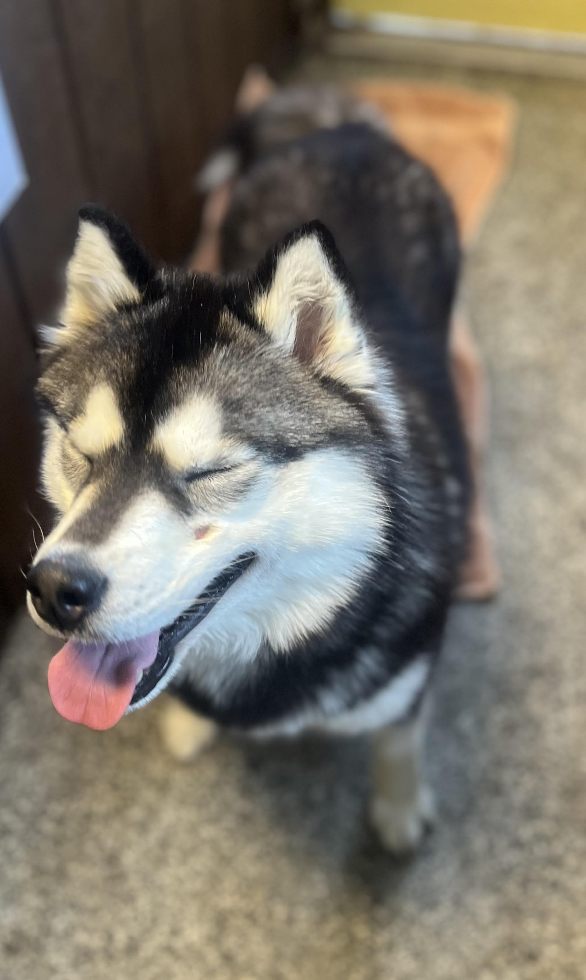 Enlarge Rosie, an adopted Siberian Husky in Blackstone, MA image 5/6