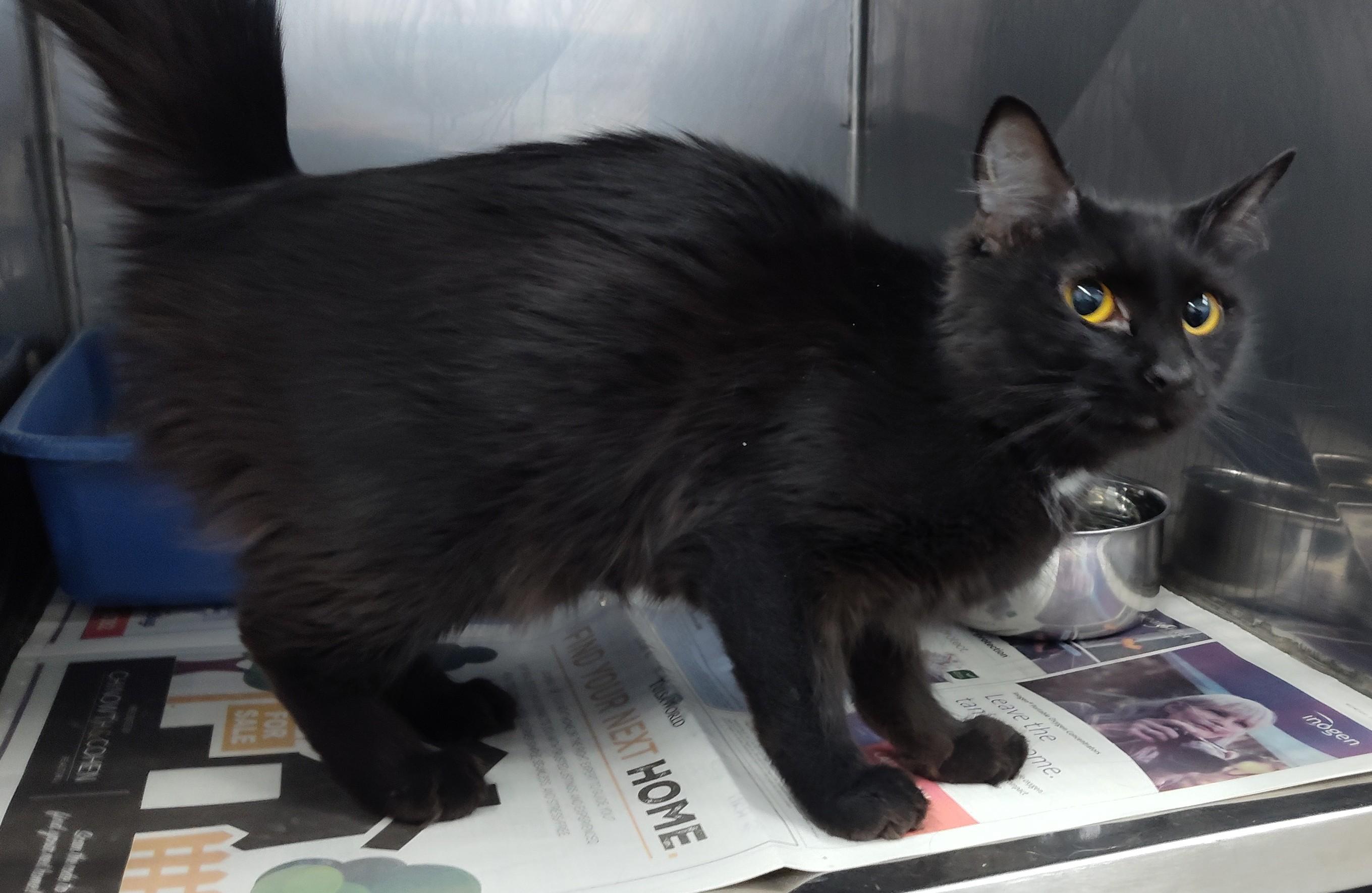 Enlarge MIDNIGHT, an adopted Bombay in Claremore, OK image 2/2