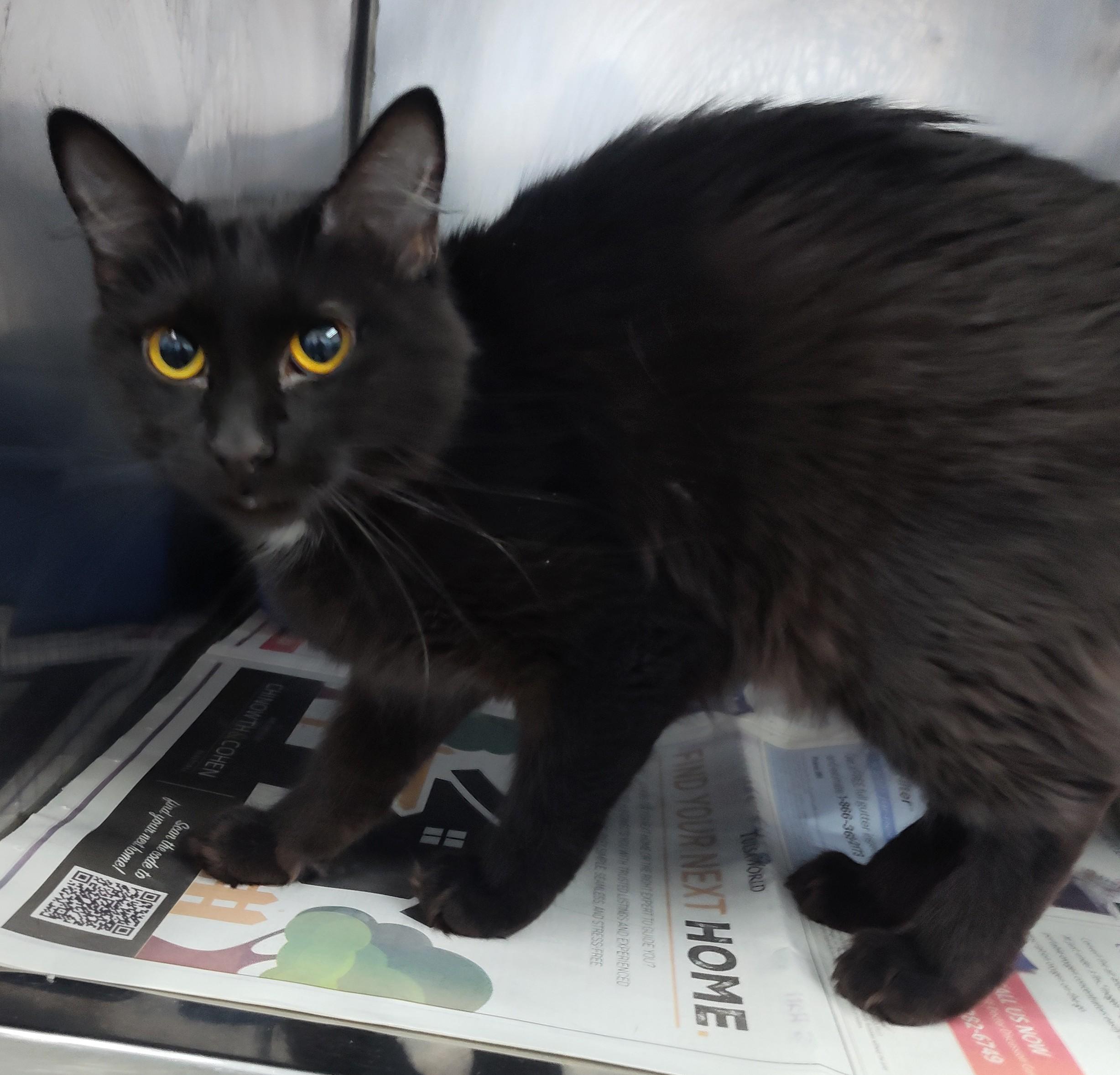 MIDNIGHT, adopted, Young Female Bombay.