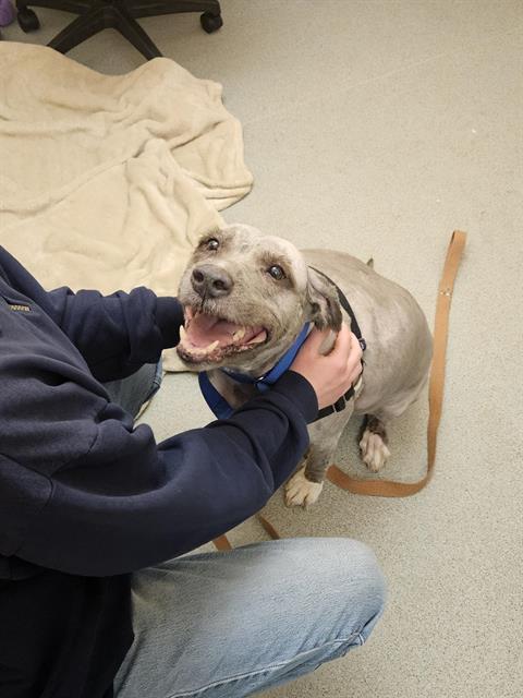 Enlarge RUFFLES, a Adoptable Old English Sheepdog in Methuen, MA image 1/1