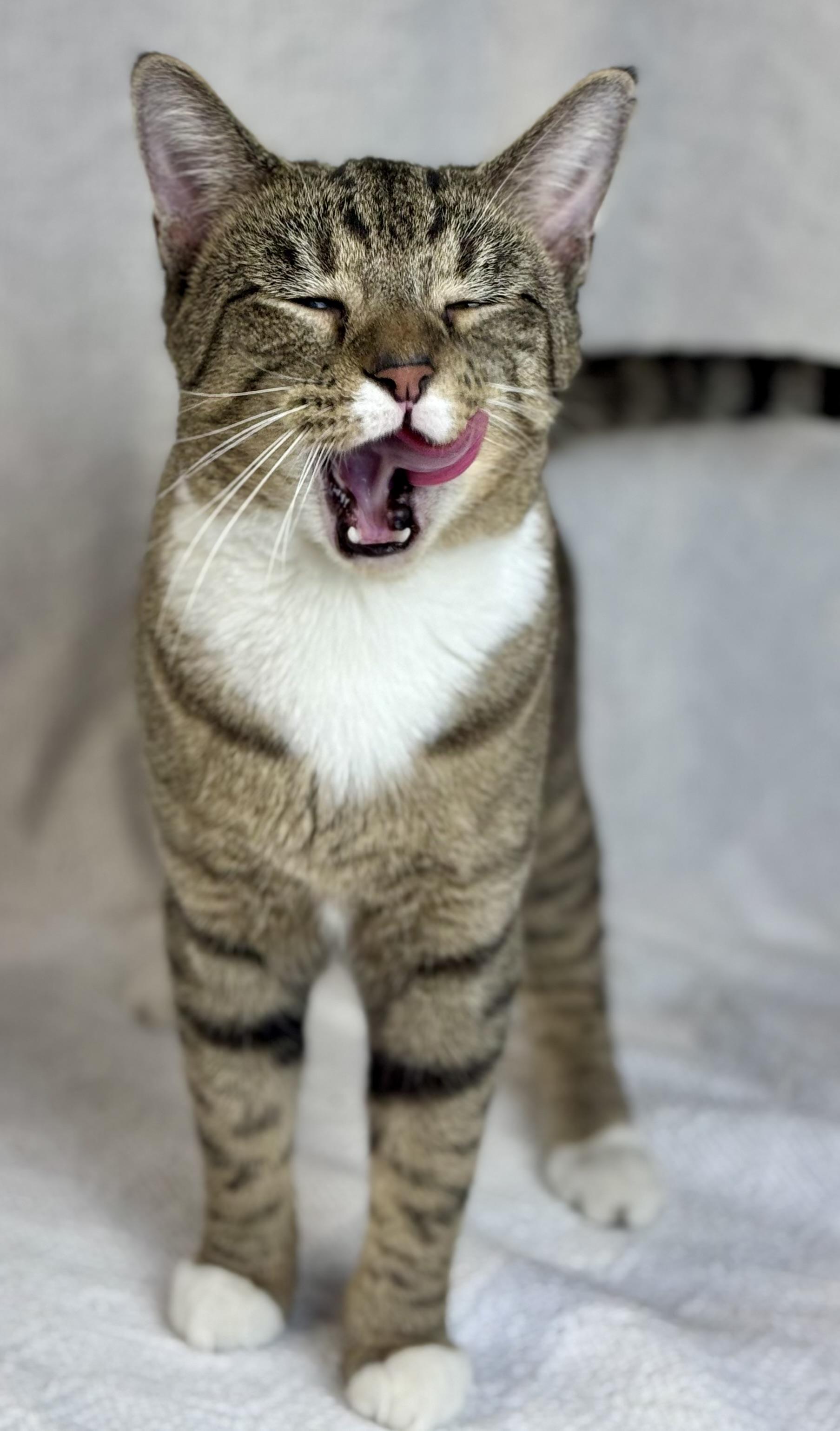 Blueberry-Resident Goofball, a Adoptable American Shorthair in Rixeyville, VA image 3/6