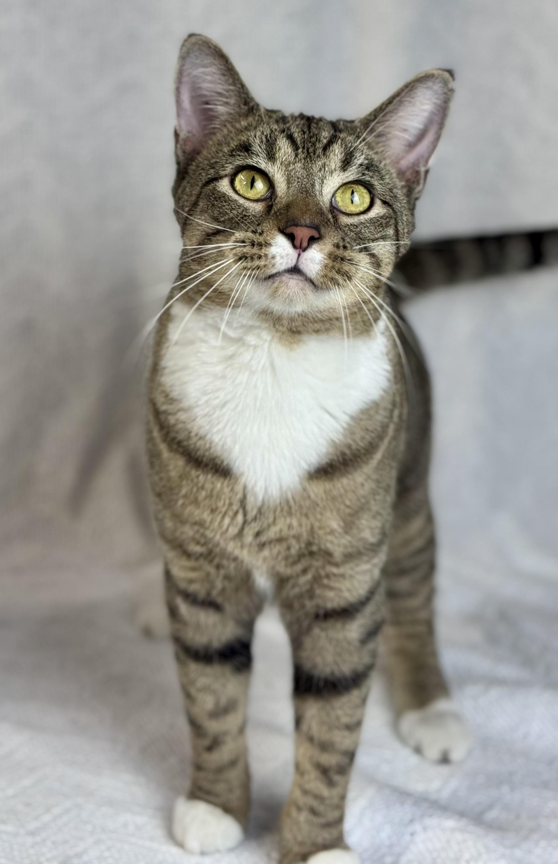 Blueberry-Resident Goofball, a Adoptable American Shorthair in Rixeyville, VA image 4/6