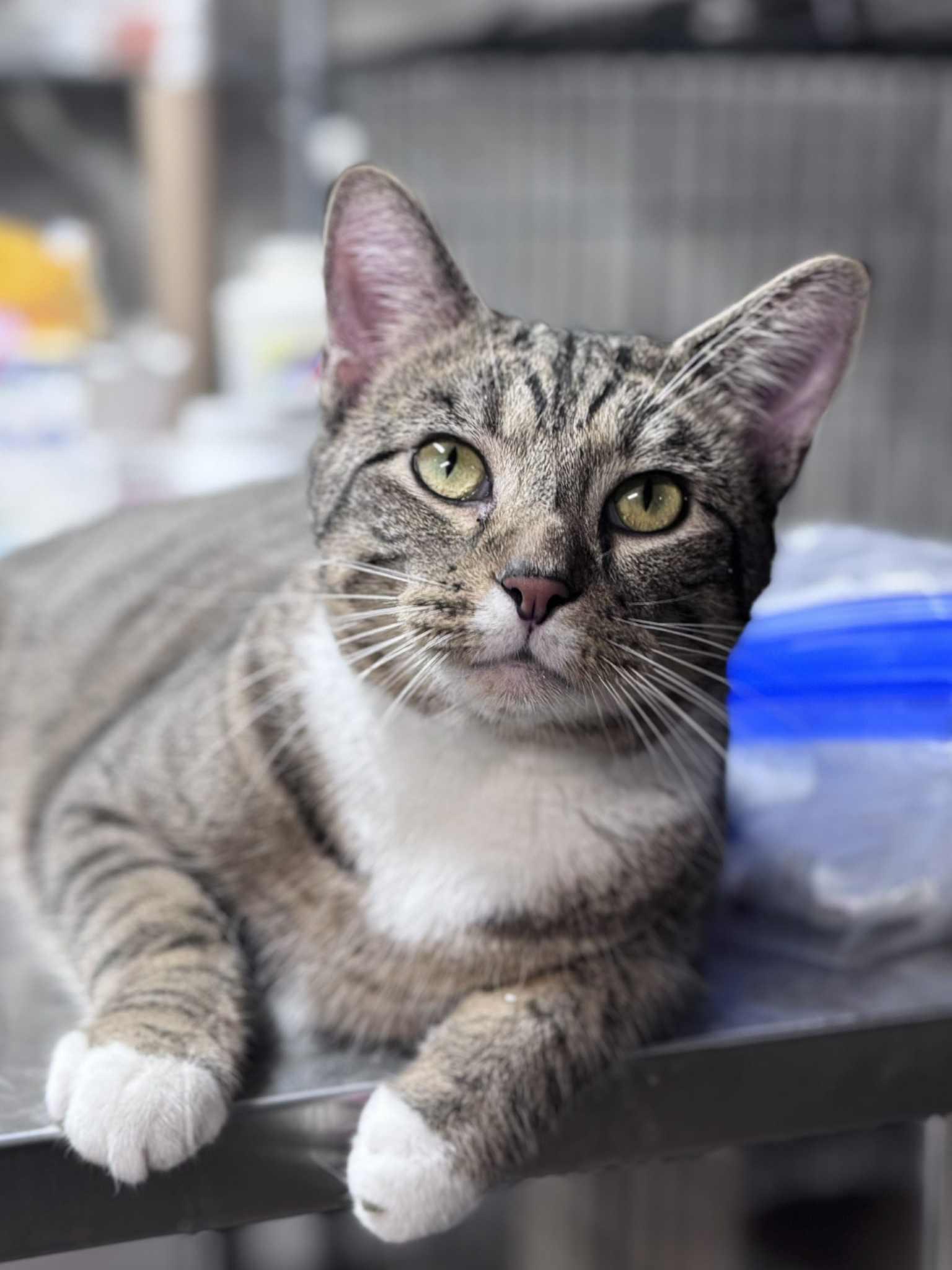 Blueberry-Resident Goofball, a Adoptable American Shorthair in Rixeyville, VA image 2/6