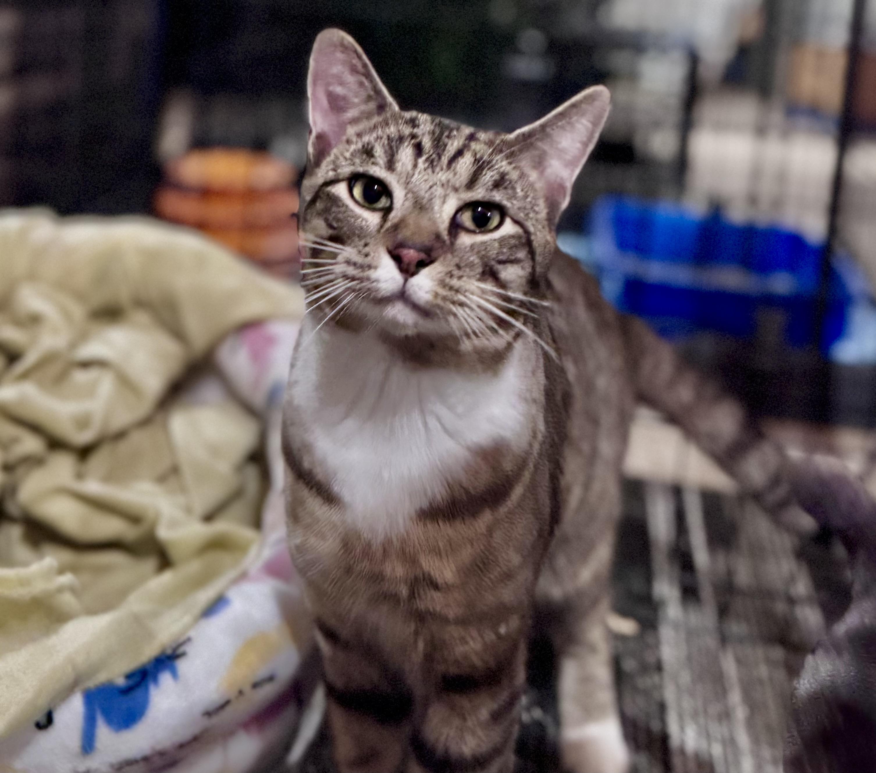 Blueberry-Resident Goofball, a Adoptable American Shorthair in Rixeyville, VA image 6/6