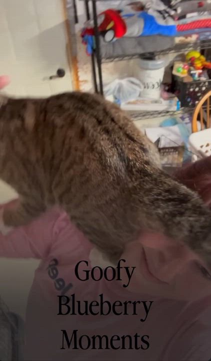 Enlarge Blueberry-Resident Goofball, a Adoptable American Shorthair in Rixeyville, VA video 5/6