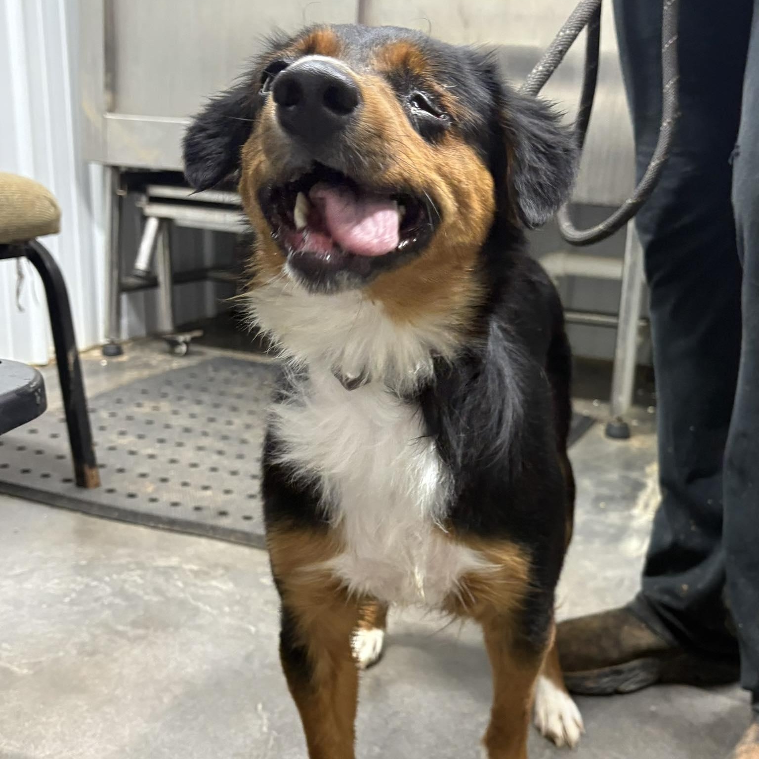 Jackie (Sponsored), a Adoptable Australian Shepherd in Munfordville, KY image 4/6