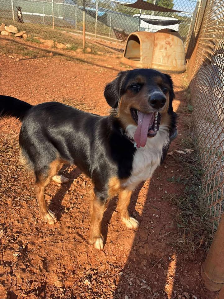 Jackie (Sponsored), a Adoptable Australian Shepherd in Munfordville, KY image 3/6
