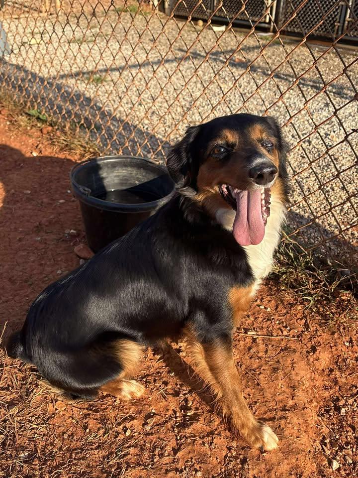 Jackie (Sponsored), Adoptable, Adult Female Australian Shepherd.