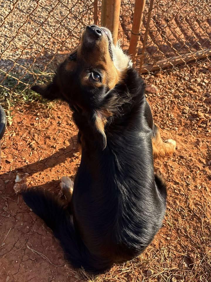 Jackie (Sponsored), a Adoptable Australian Shepherd in Munfordville, KY image 2/6