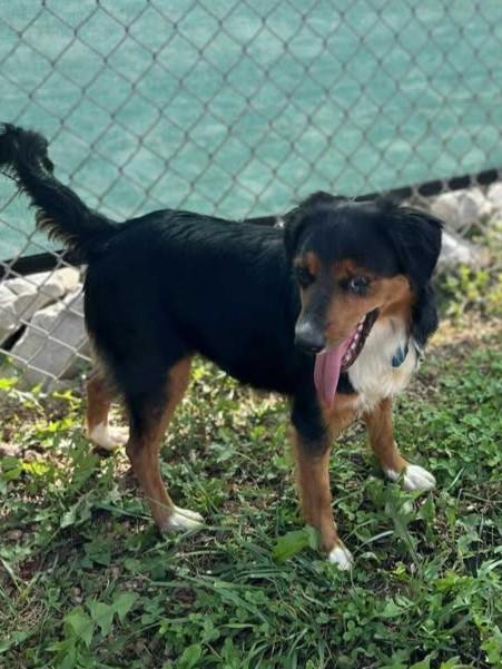 Jackie (Sponsored), a Adoptable Australian Shepherd in Munfordville, KY image 5/6