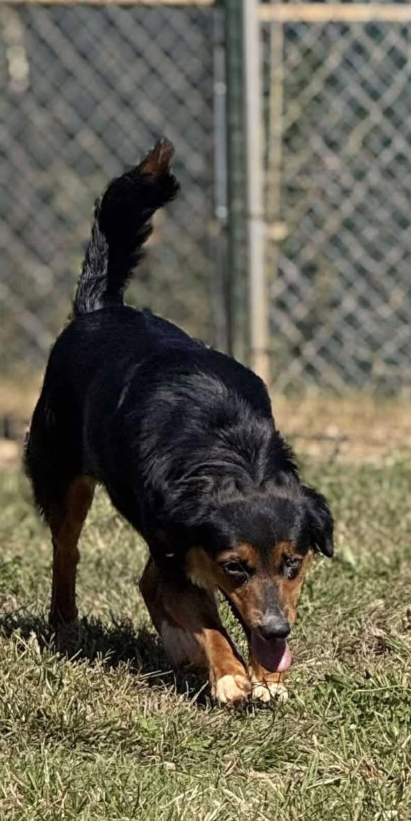 Jackie (Sponsored), a Adoptable Australian Shepherd in Munfordville, KY image 6/6