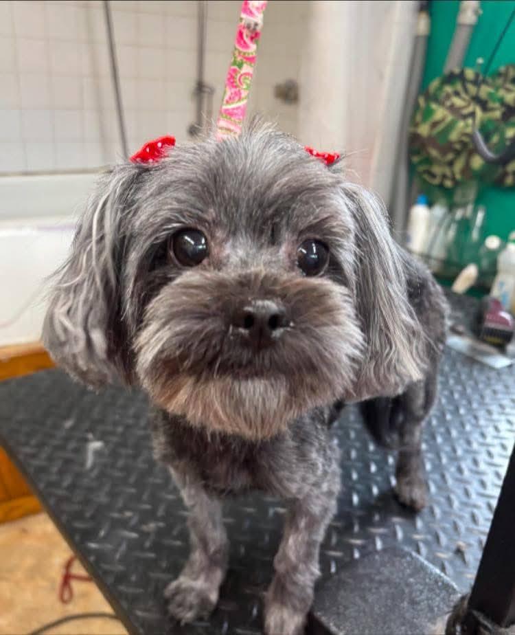 Chloe (& Carmen)- bonded pair