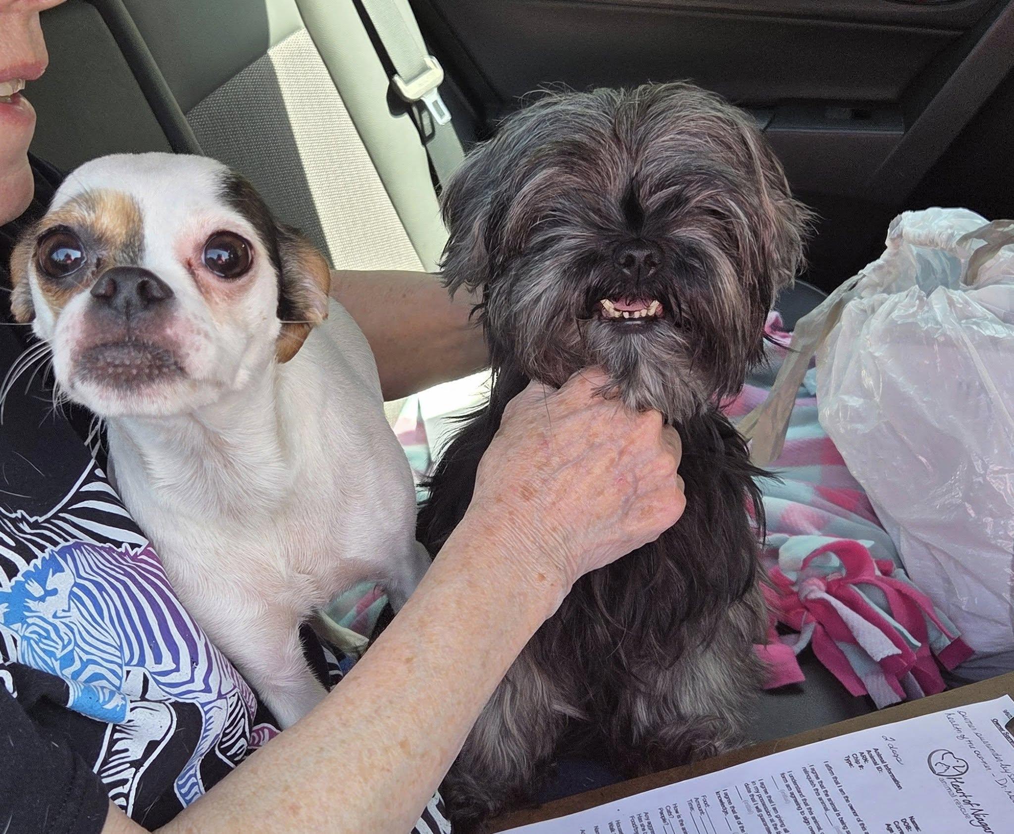 Chloe (& Carmen)- bonded pair