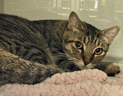 Enlarge Kevin, a Adoptable mixed breed in Phoenix, AZ image 1/2
