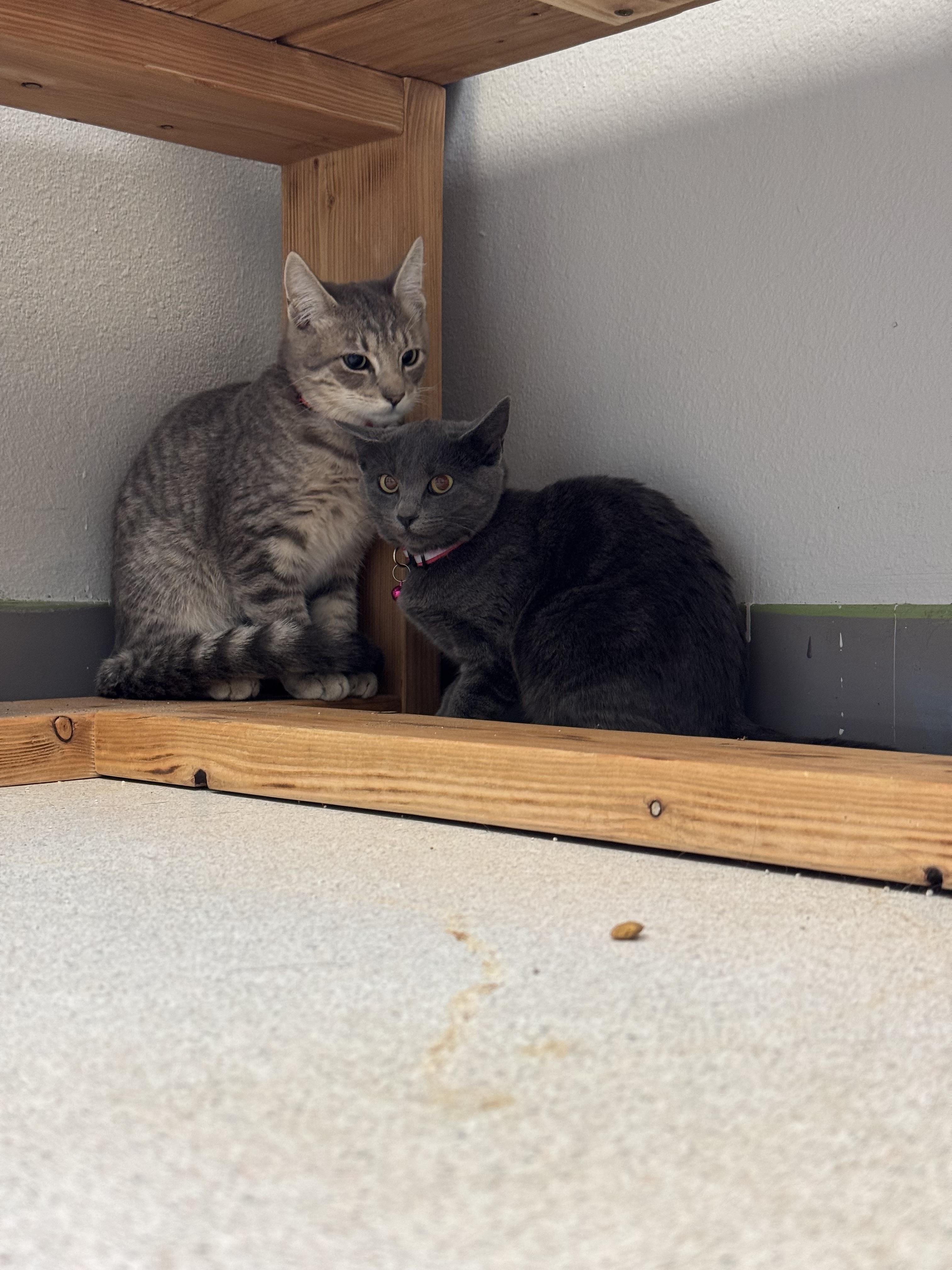 Ashley, an adoptable Domestic Short Hair in La Grande, OR, 97850 | Photo Image 3