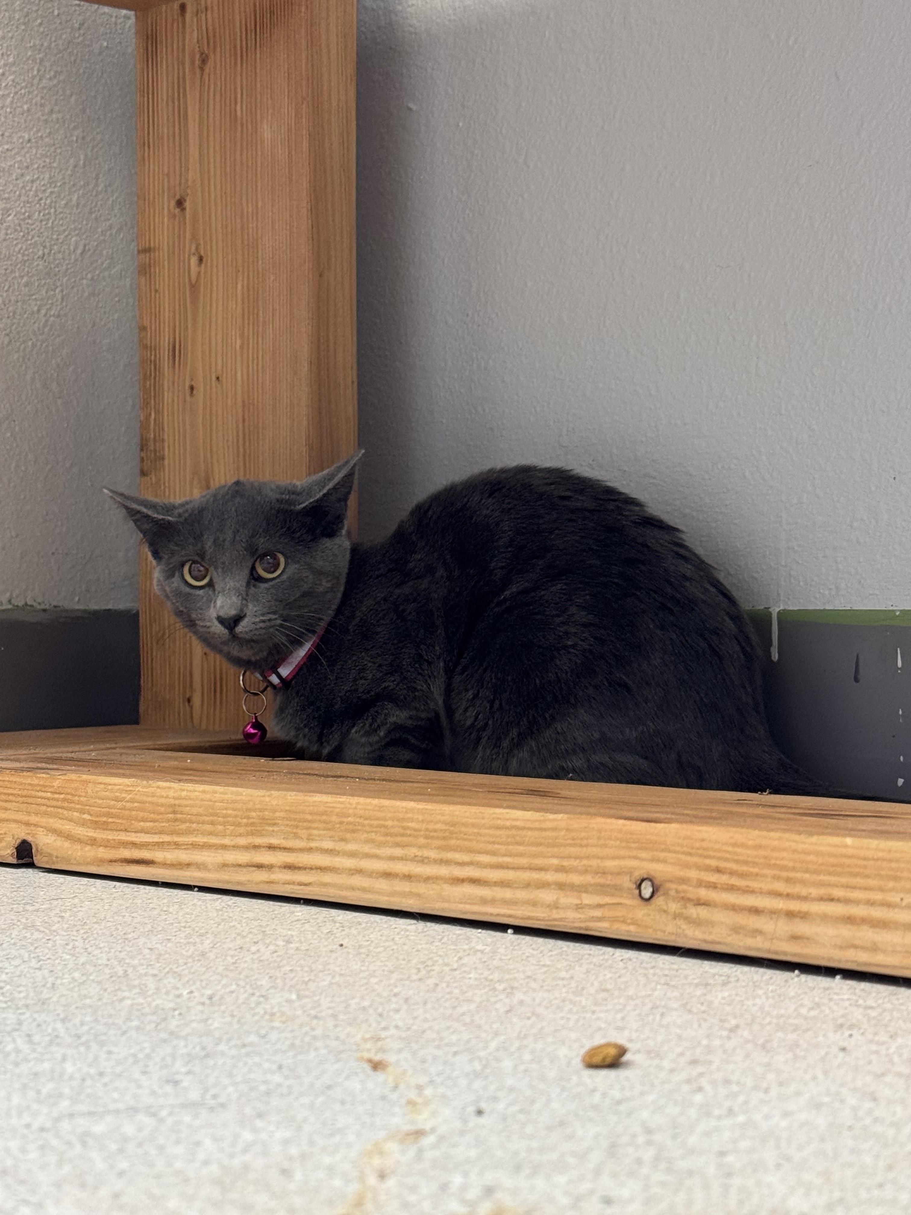 Ashley, an adoptable Domestic Short Hair in La Grande, OR, 97850 | Photo Image 2