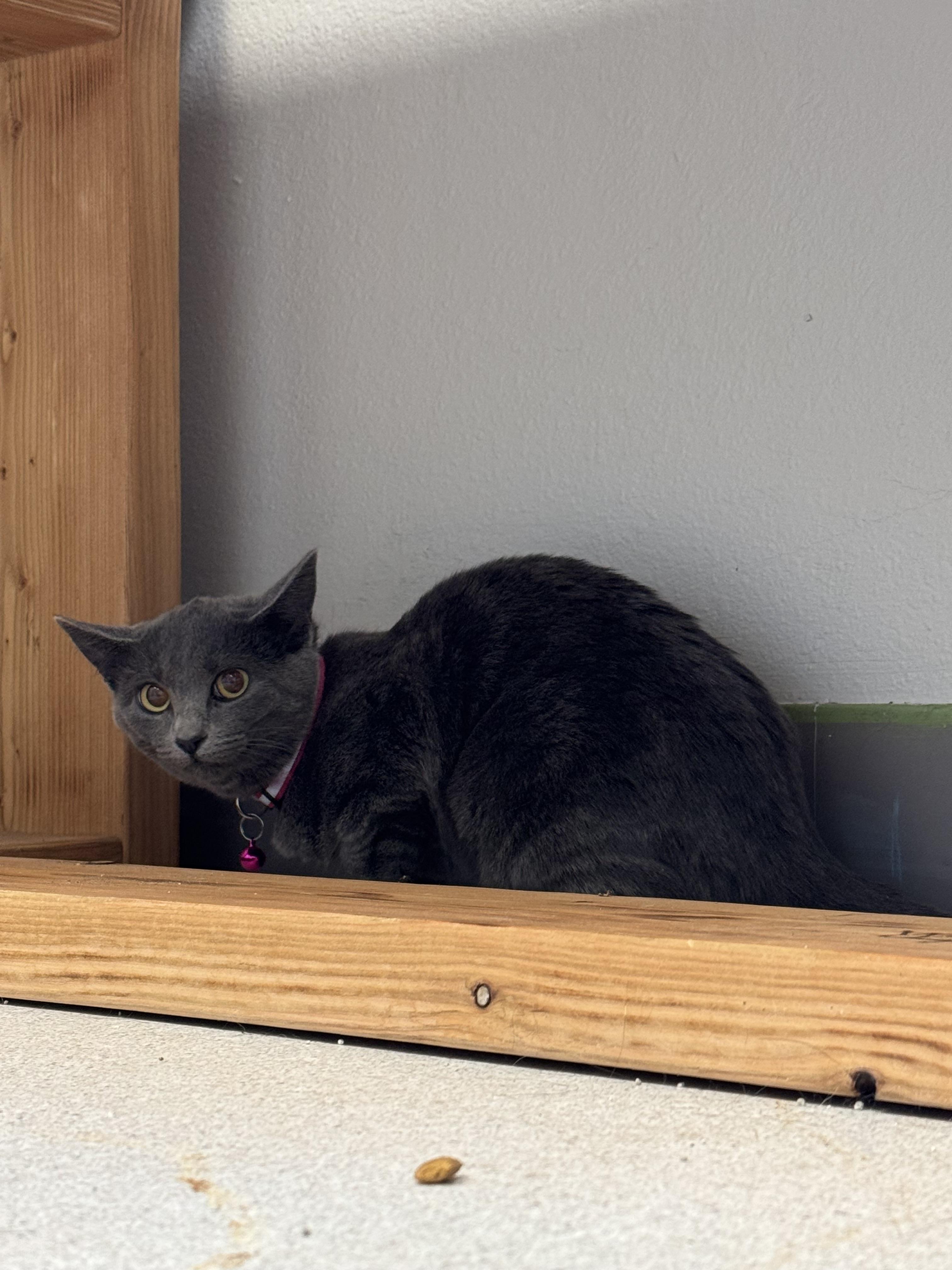 Ashley, an adoptable Domestic Short Hair in La Grande, OR, 97850 | Photo Image 1