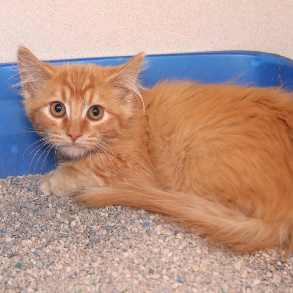 Coachella, Adoptable, Young Female Domestic Medium Hair.