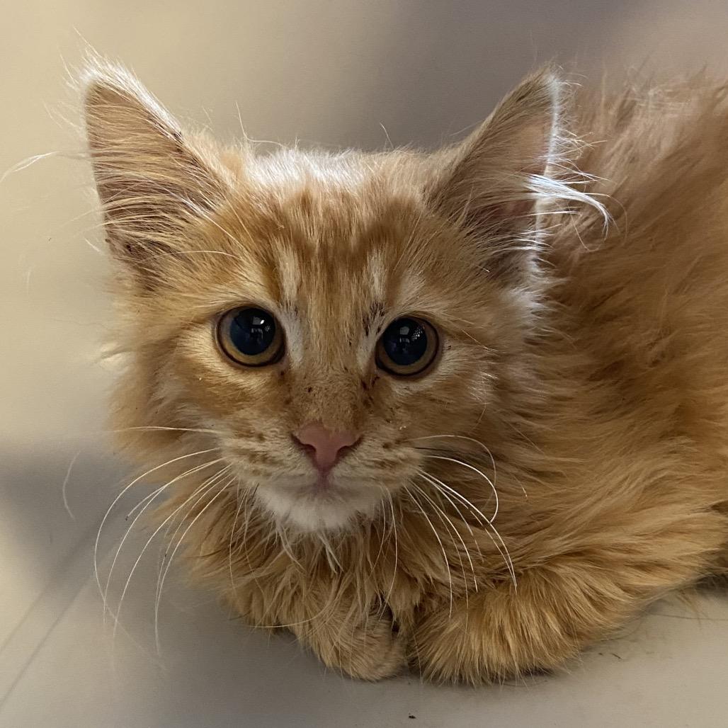Enlarge Coachella, a Adoptable Domestic Medium Hair in Rifle, CO image 2/2