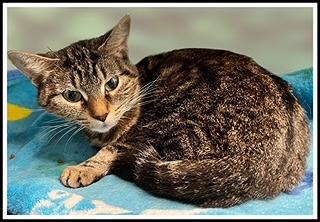 KITTY, Adoptable, Young Female Domestic Short Hair.