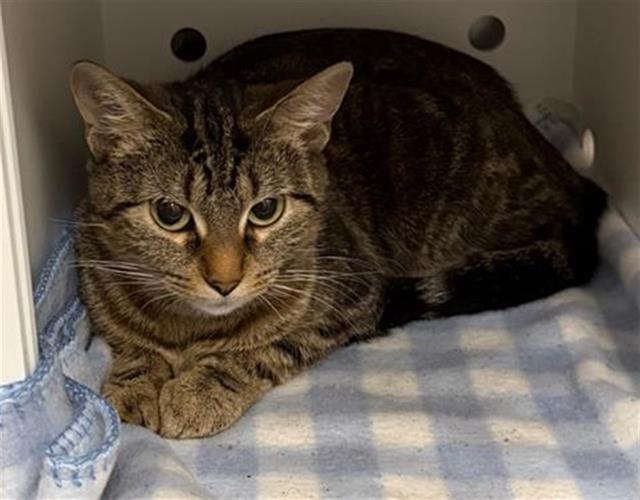 KITTY, Adoptable, Young Female Domestic Short Hair.