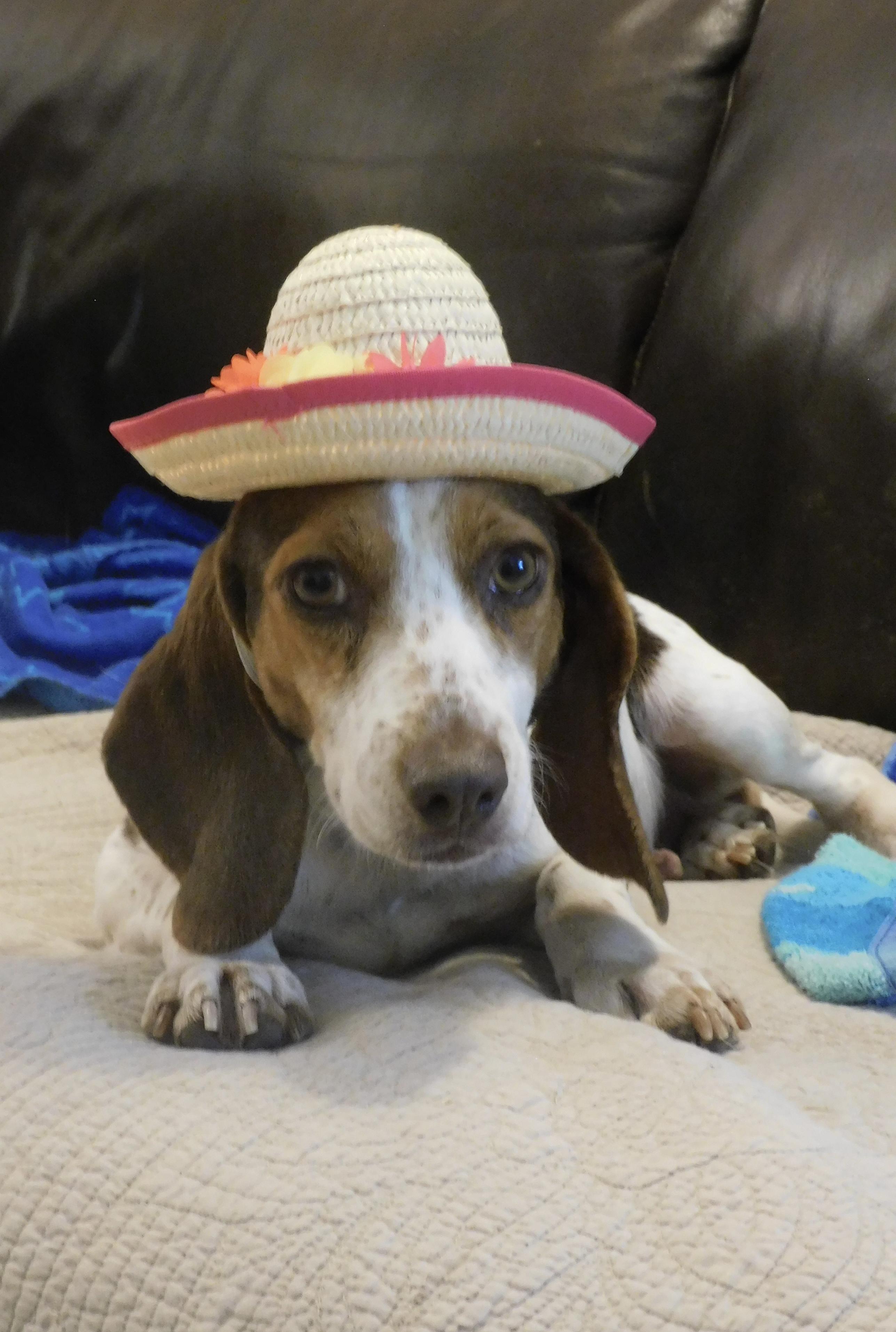 Enlarge Clover, a ADOPTABLE Beagle in Prairieville, LA image 2/6