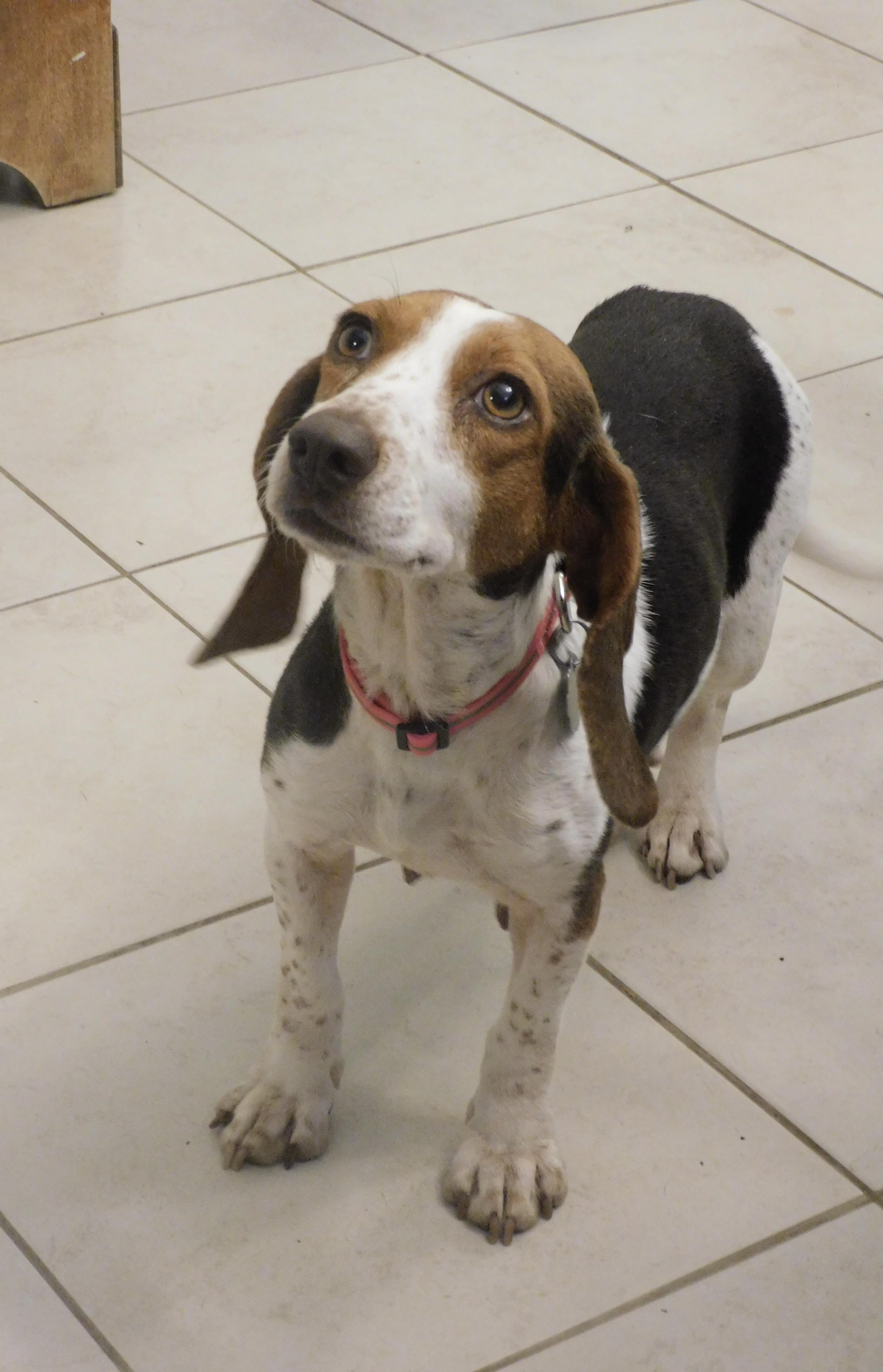 Enlarge Clover, a ADOPTABLE Beagle in Prairieville, LA image 3/6