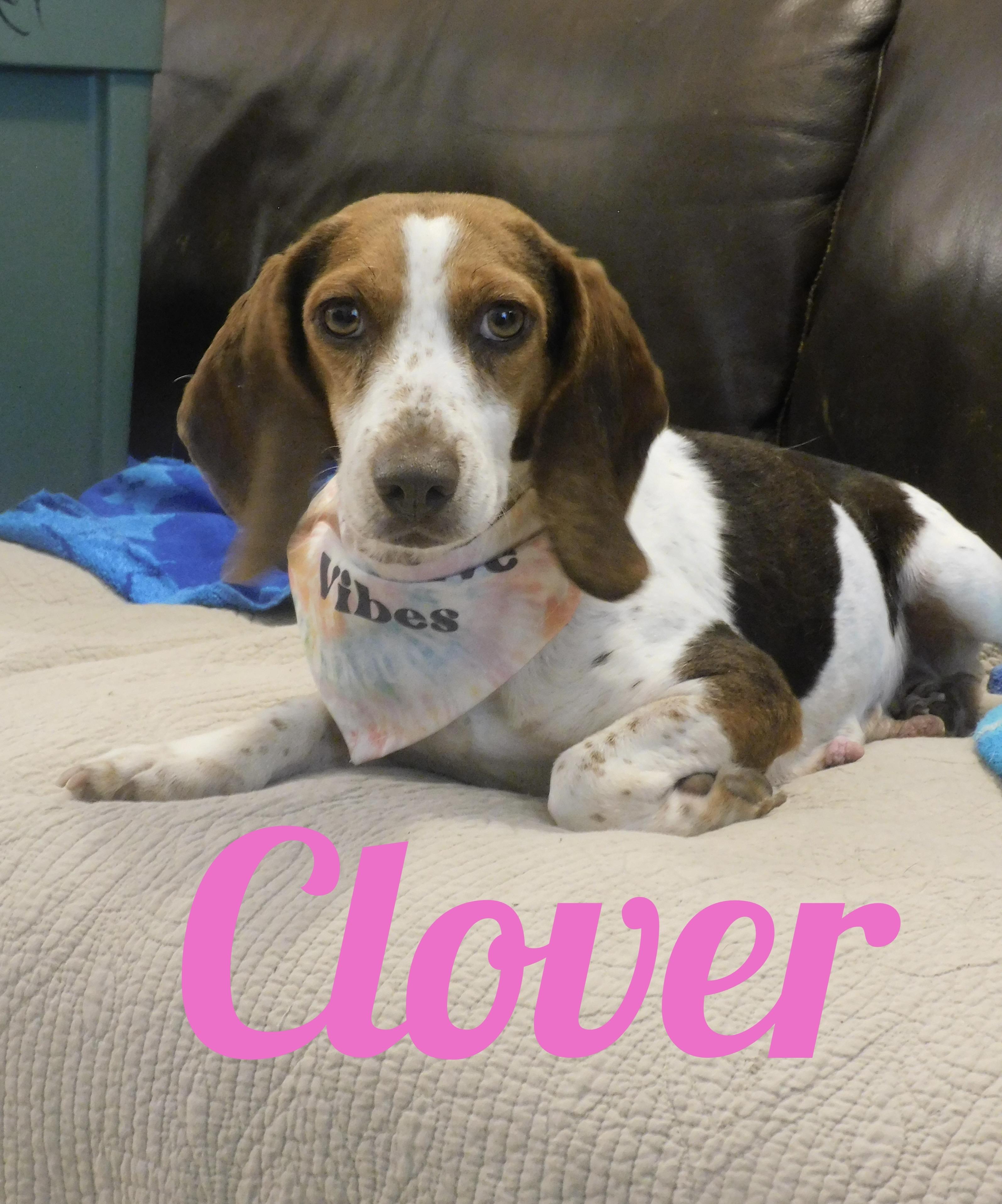 Clover, ADOPTABLE, Adult Female Beagle.