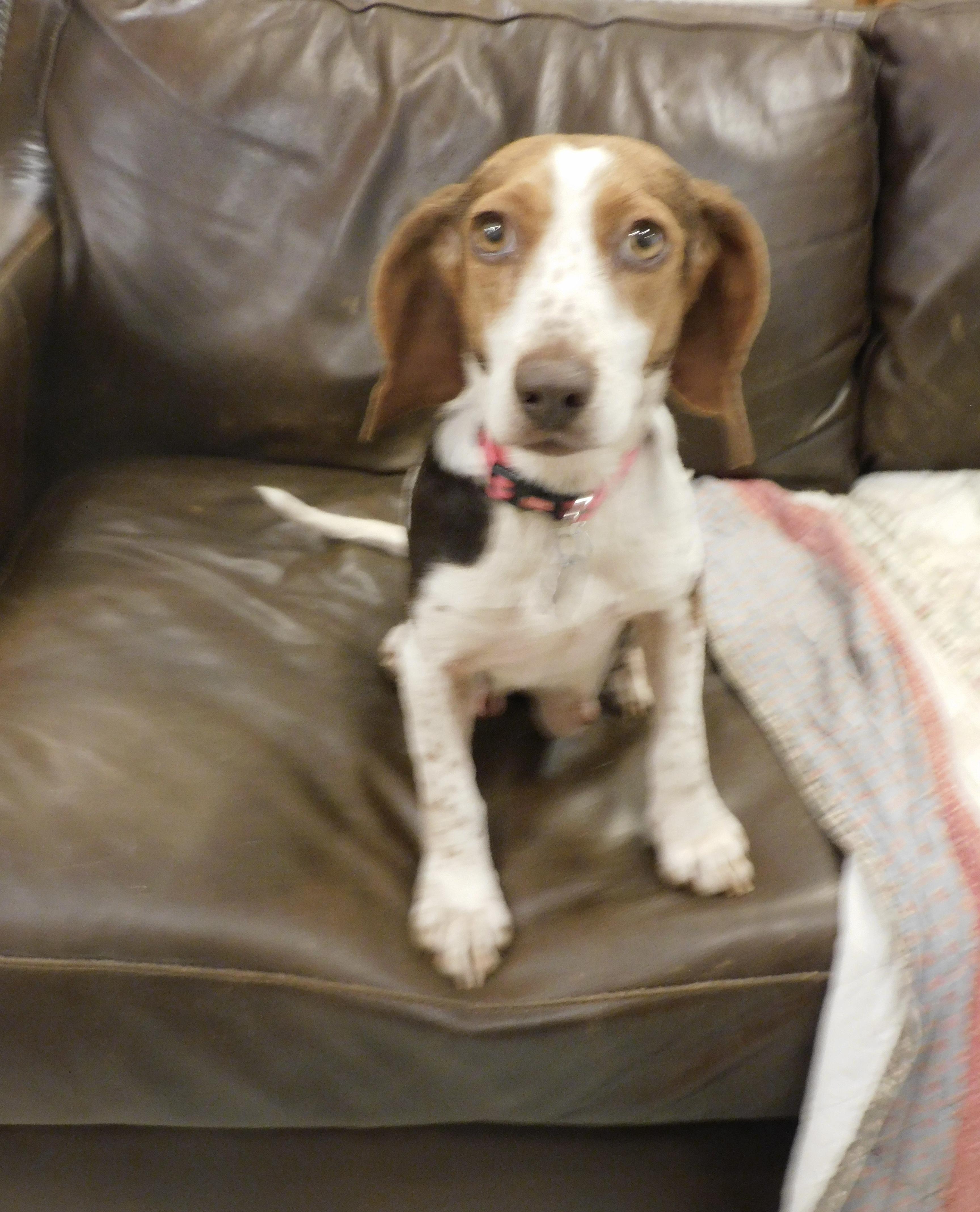 Enlarge Clover, a ADOPTABLE Beagle in Prairieville, LA image 4/6