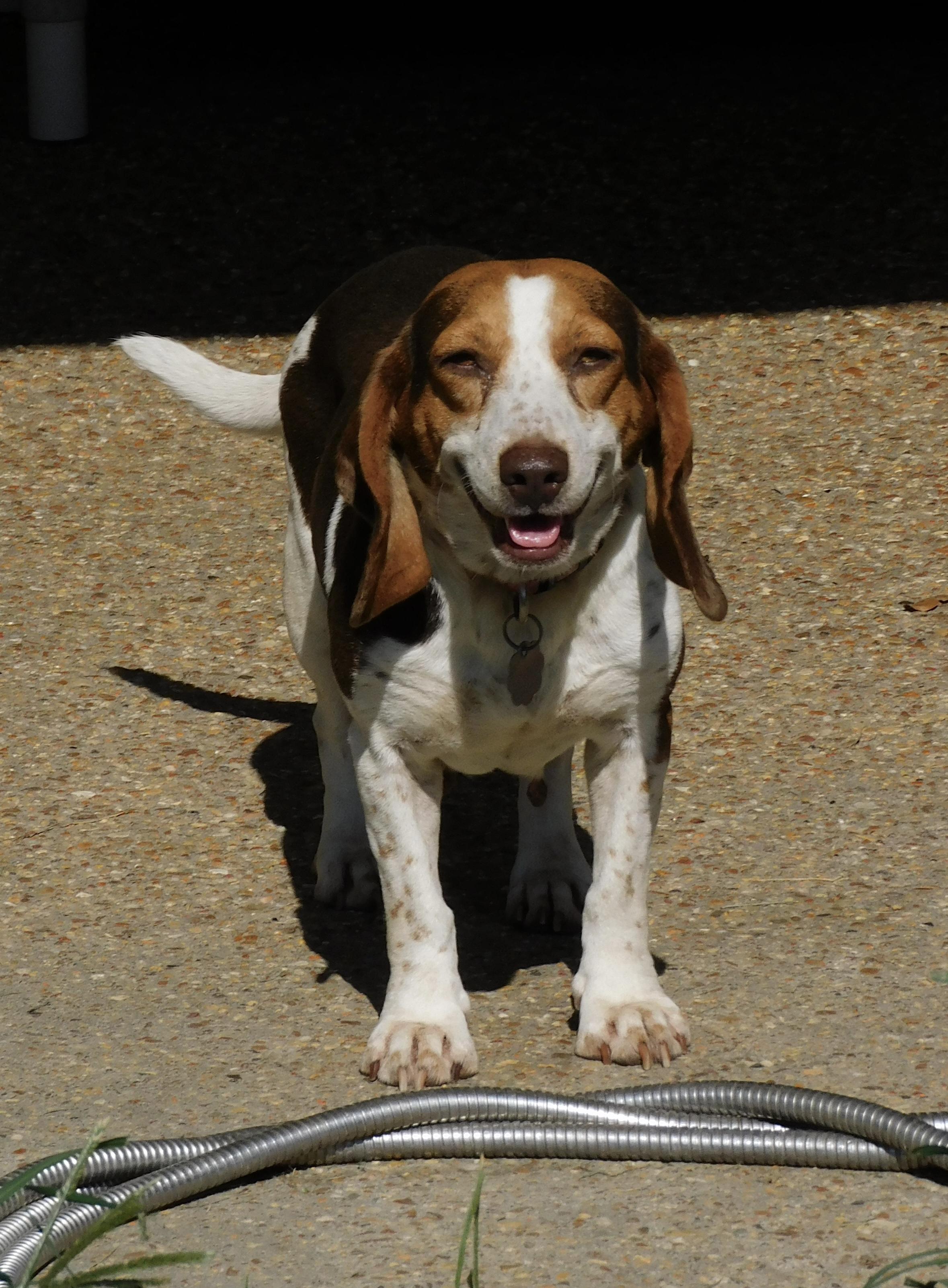 Clover, ADOPTABLE, Adult Female Beagle.