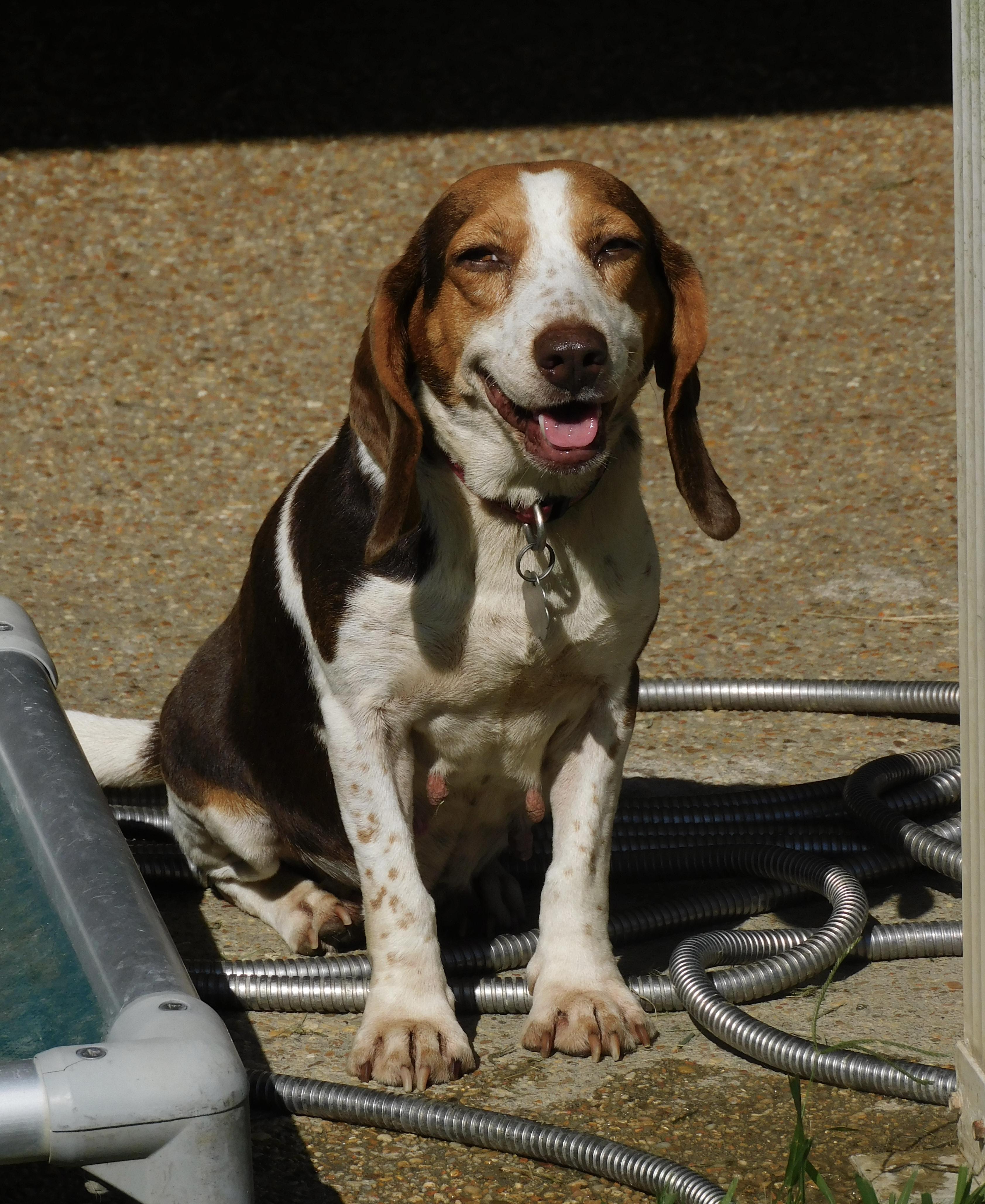 Clover, Adoptable, Adult Female Beagle.