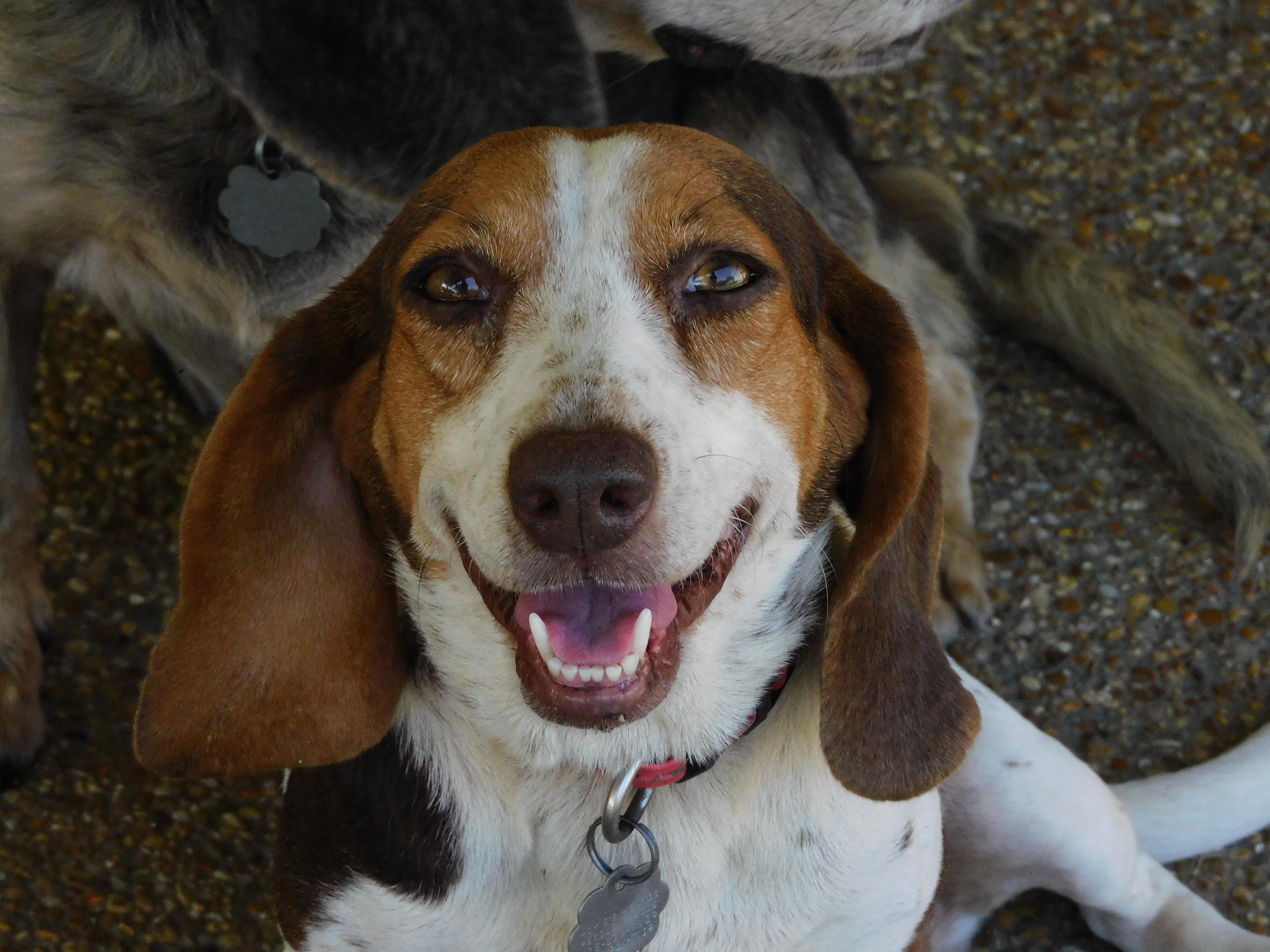 Enlarge Clover, a Adoptable Beagle in Prairieville, LA image 1/6