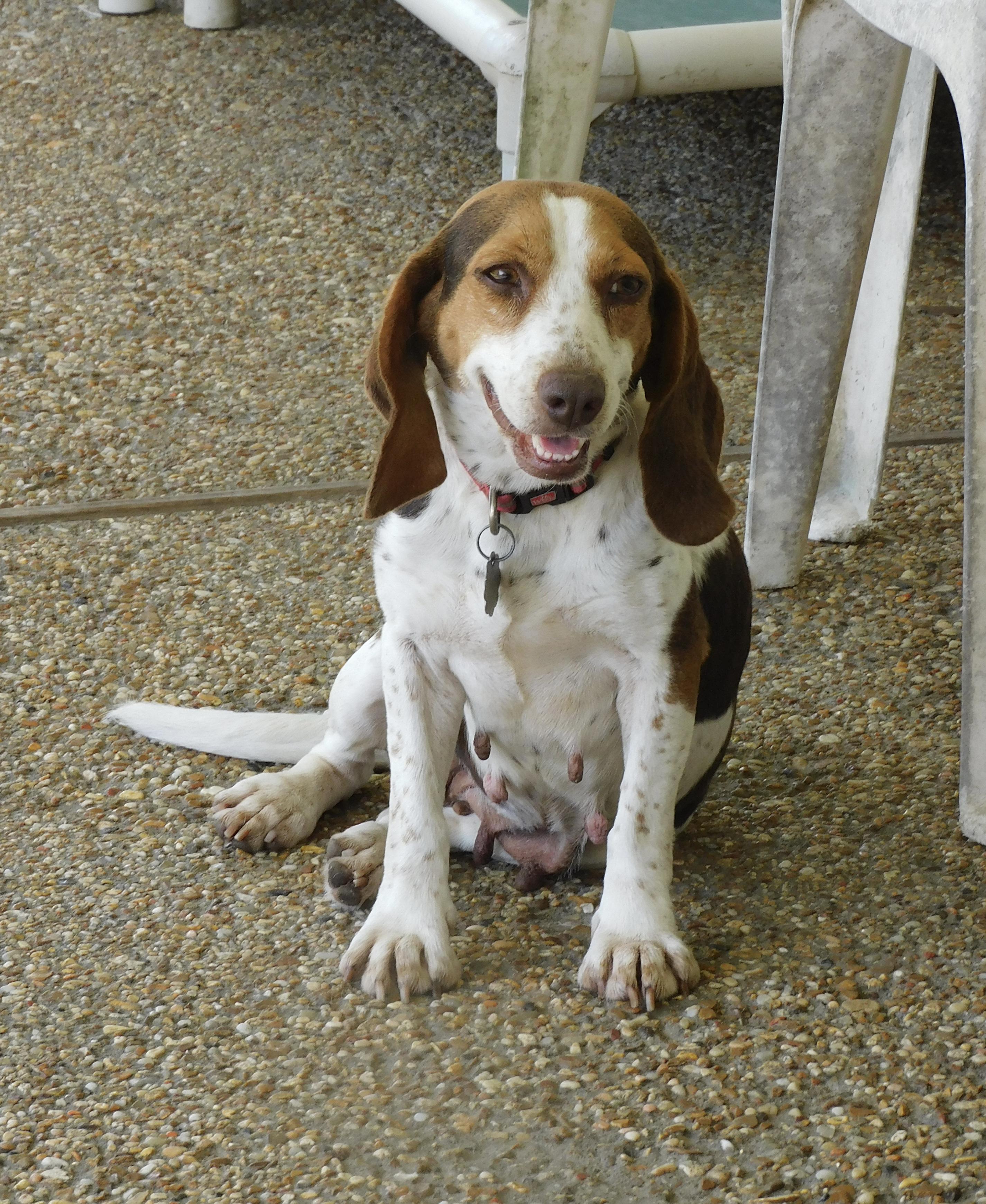 Clover, a ADOPTABLE Beagle in Prairieville, LA image 1/6