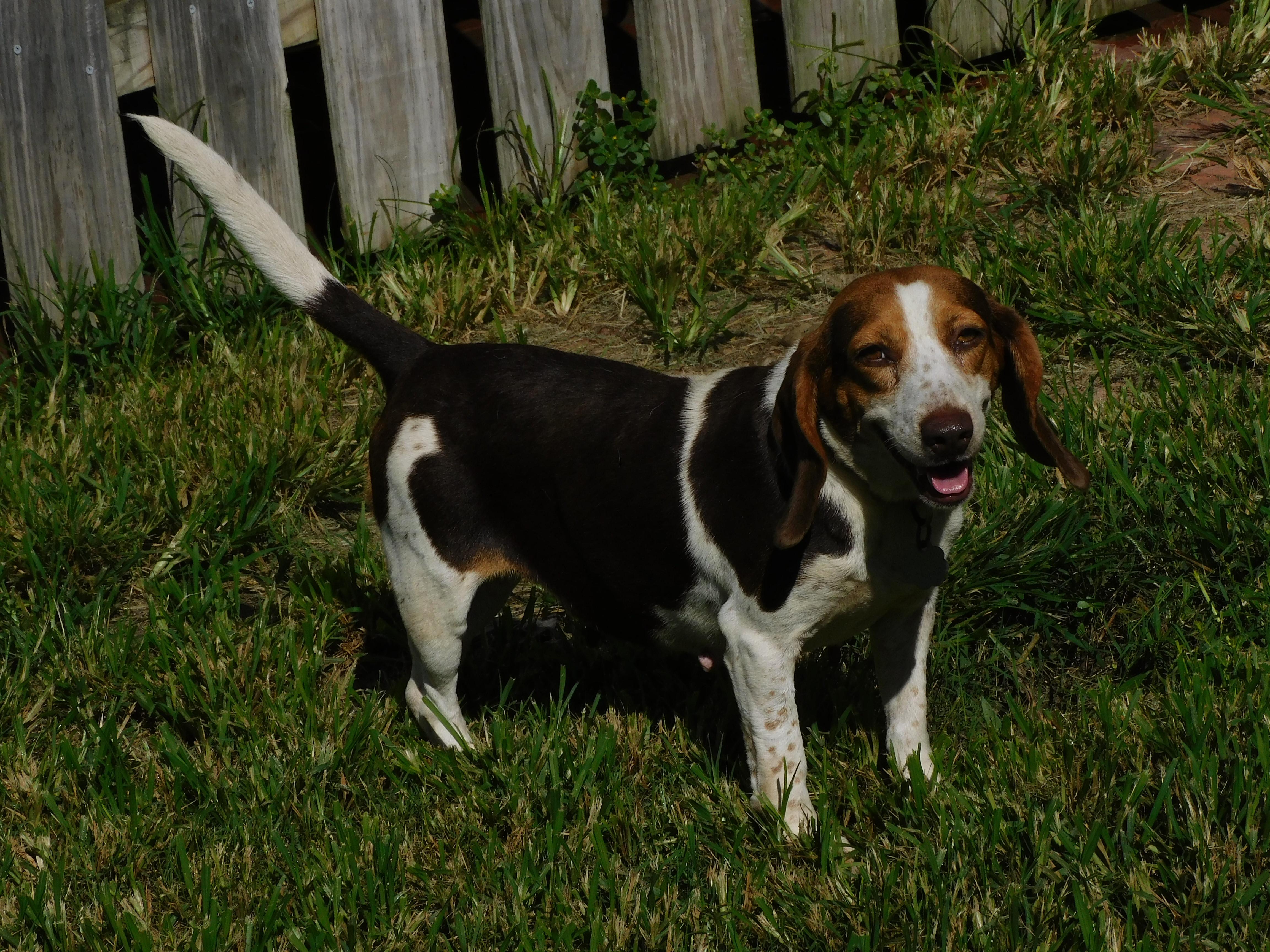 Enlarge Clover, a Adoptable Beagle in Prairieville, LA image 6/6