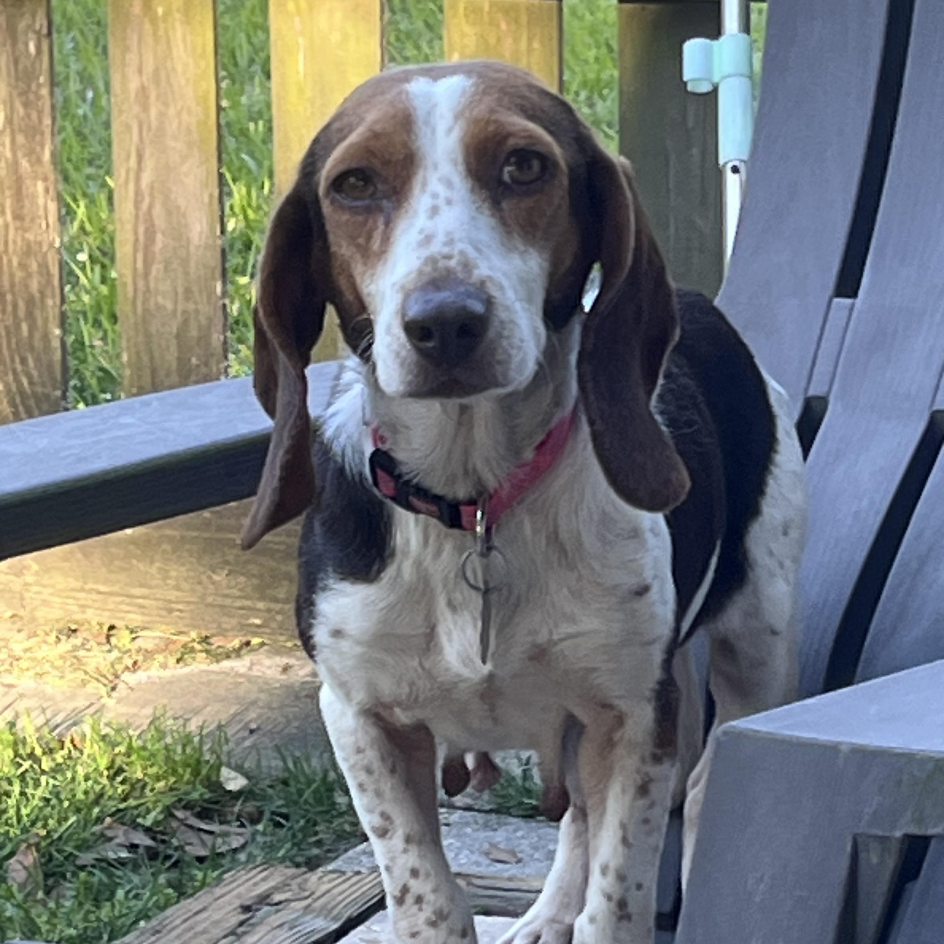 Enlarge Clover, a ADOPTABLE Beagle in Prairieville, LA image 5/6