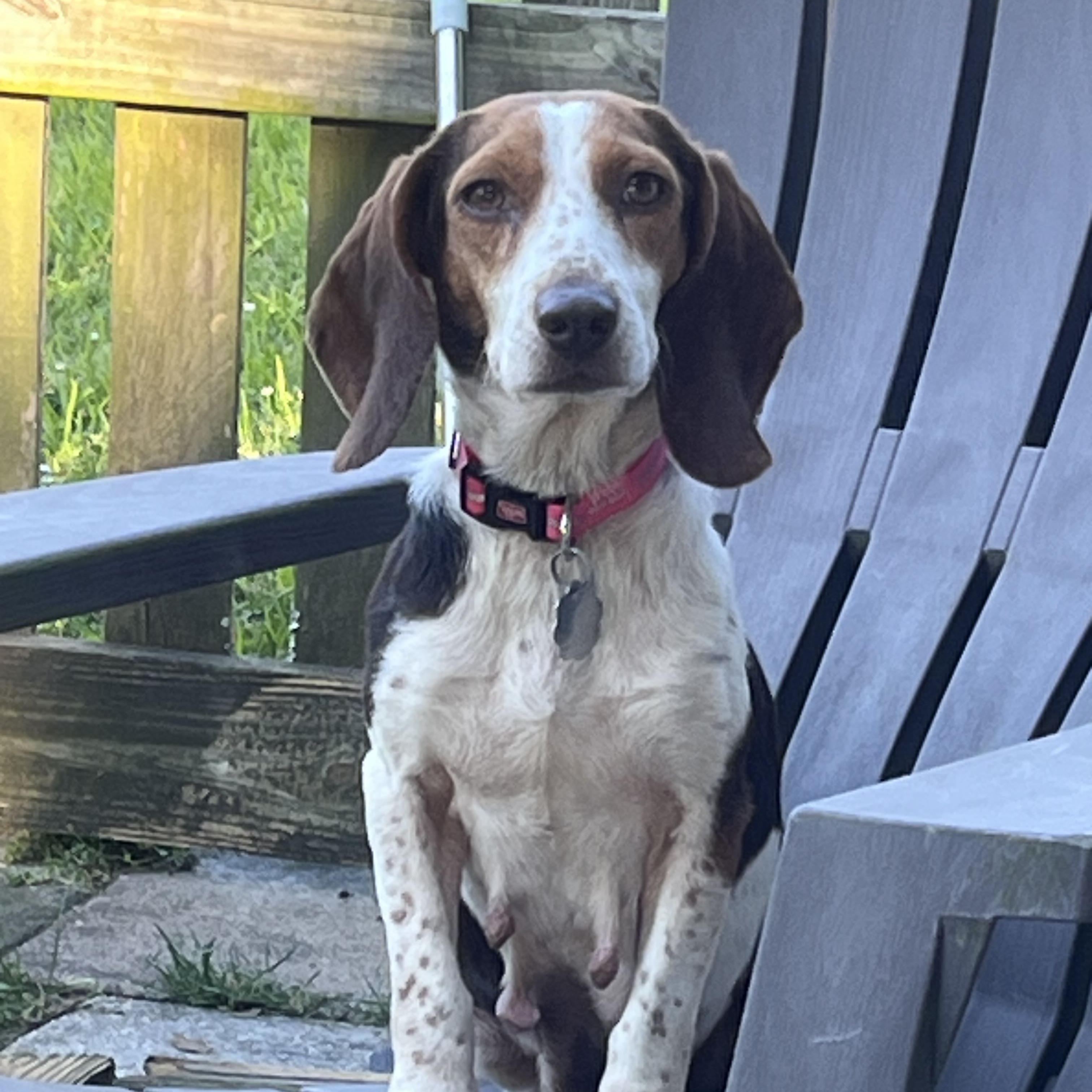 Enlarge Clover, a ADOPTABLE Beagle in Prairieville, LA image 1/6