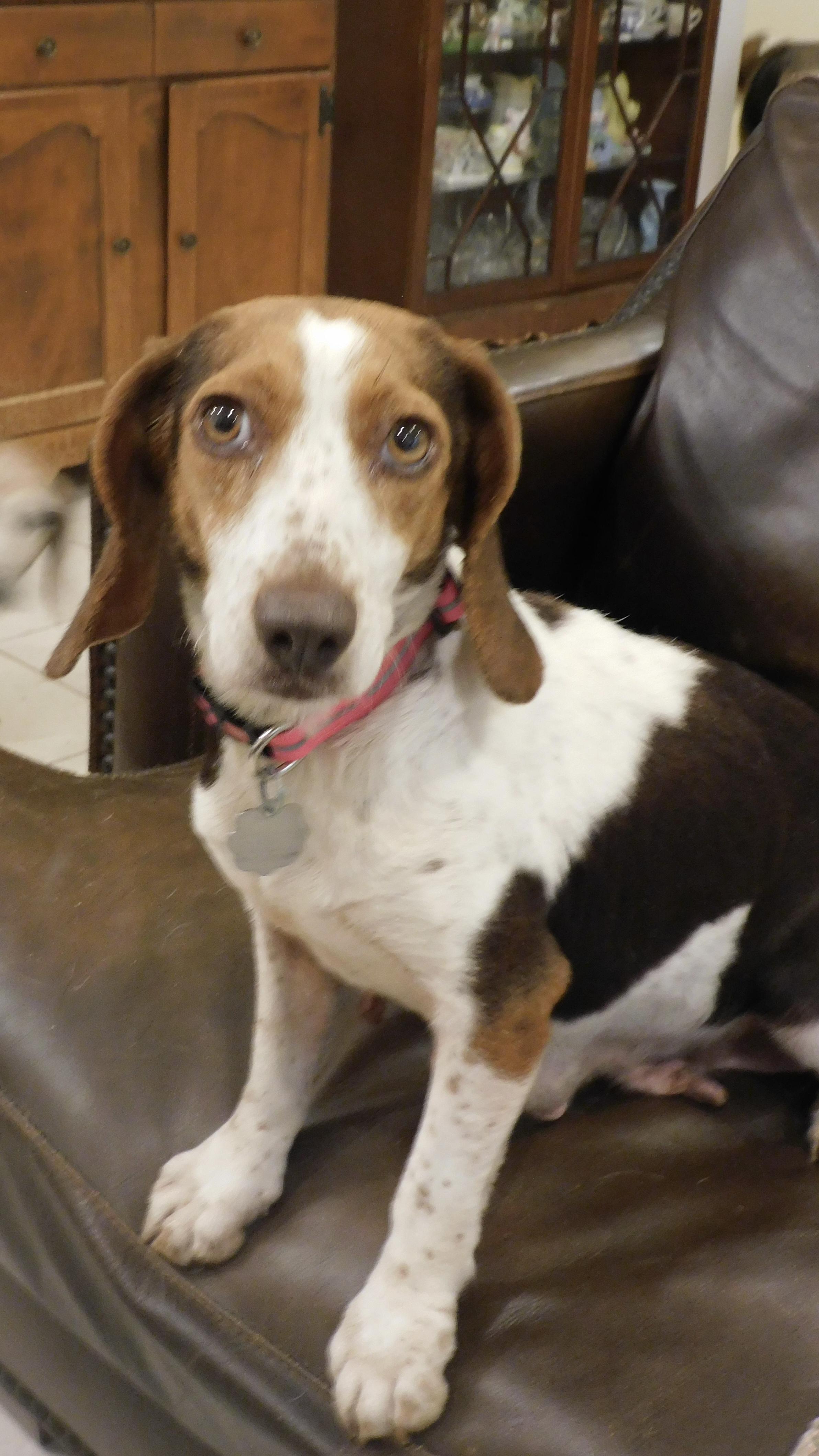Enlarge Clover, a ADOPTABLE Beagle in Prairieville, LA image 3/6