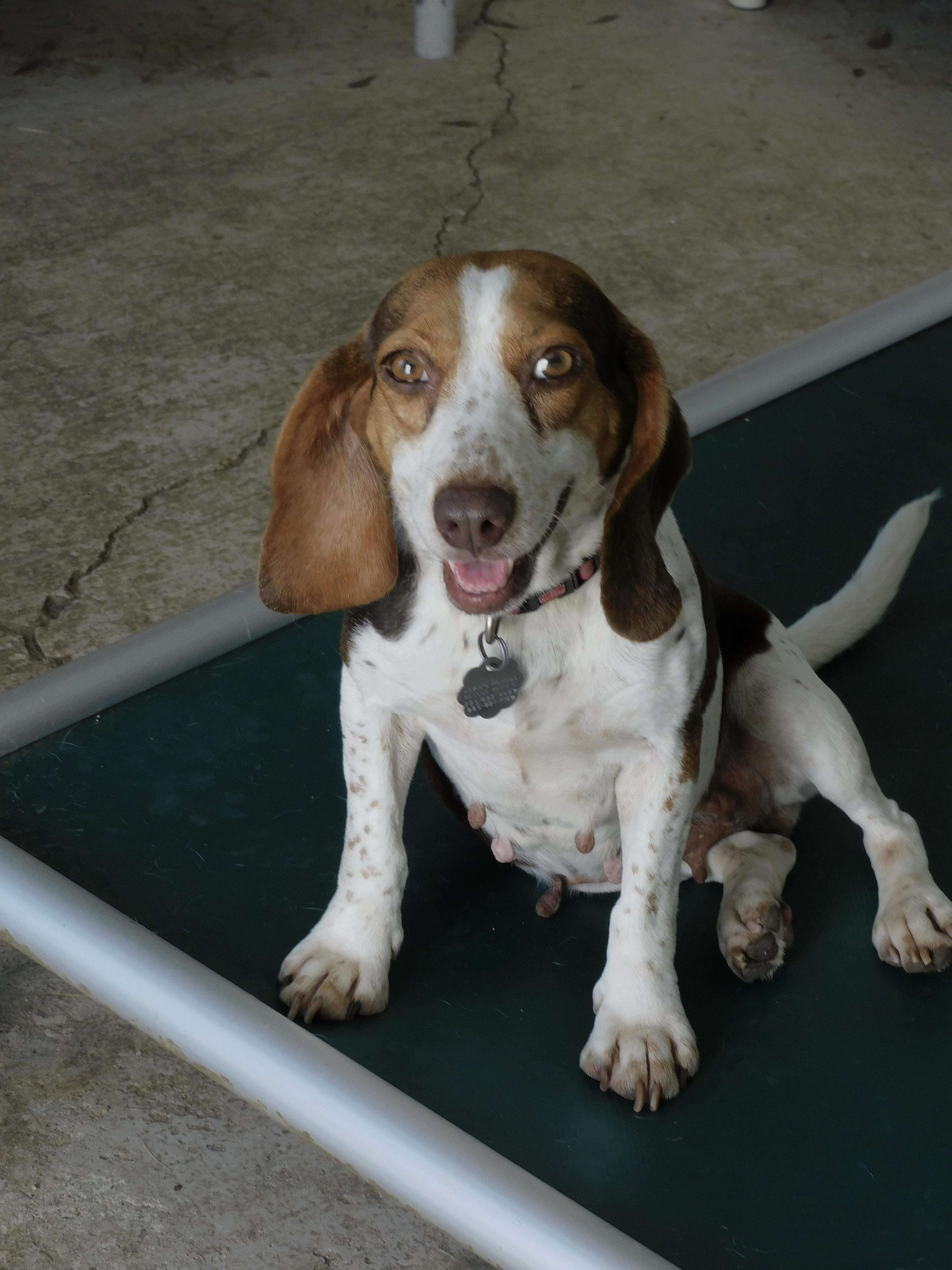 Clover, a ADOPTABLE Beagle in Prairieville, LA image 1/6