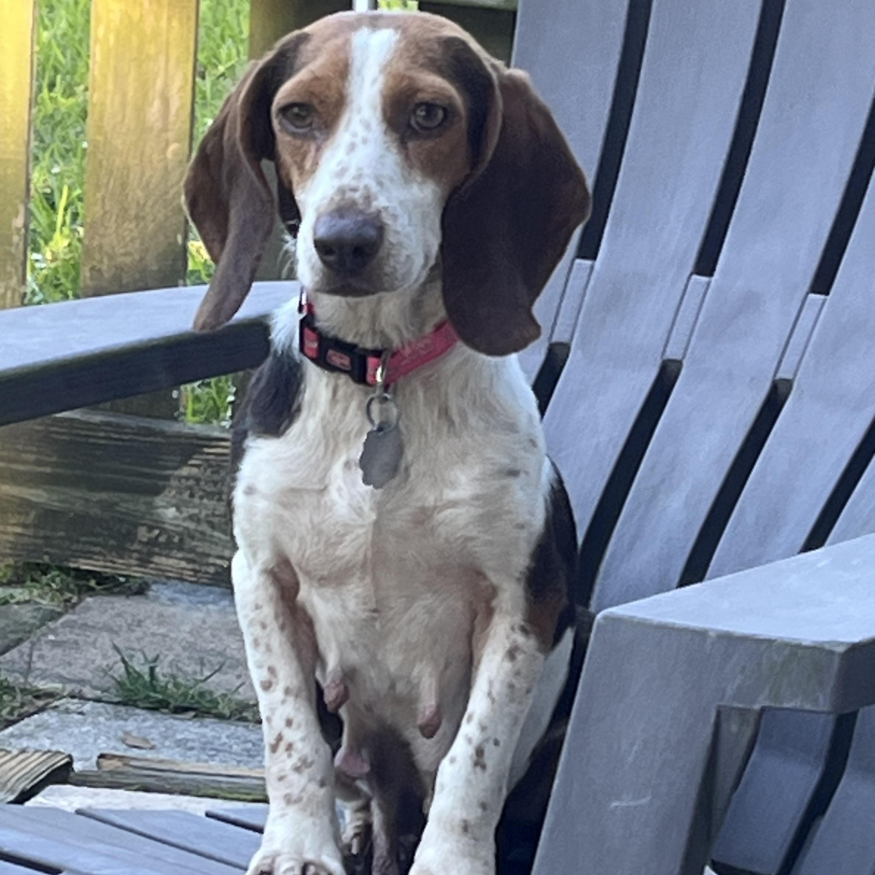 Enlarge Clover, a ADOPTABLE Beagle in Prairieville, LA image 6/6