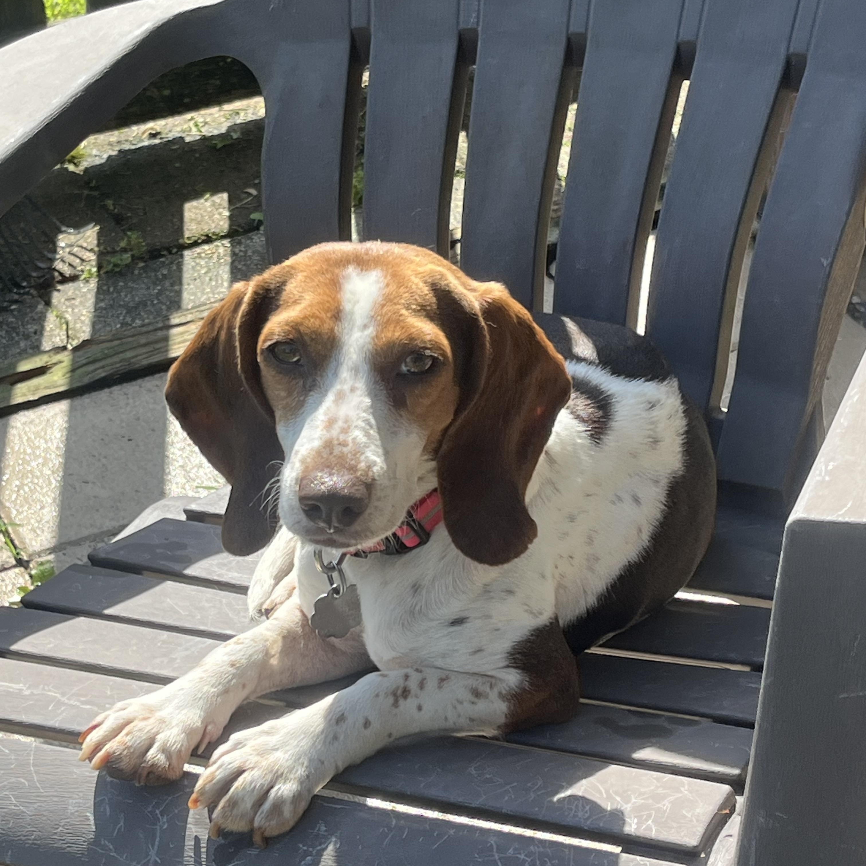 Clover, ADOPTABLE, Adult Female Beagle.