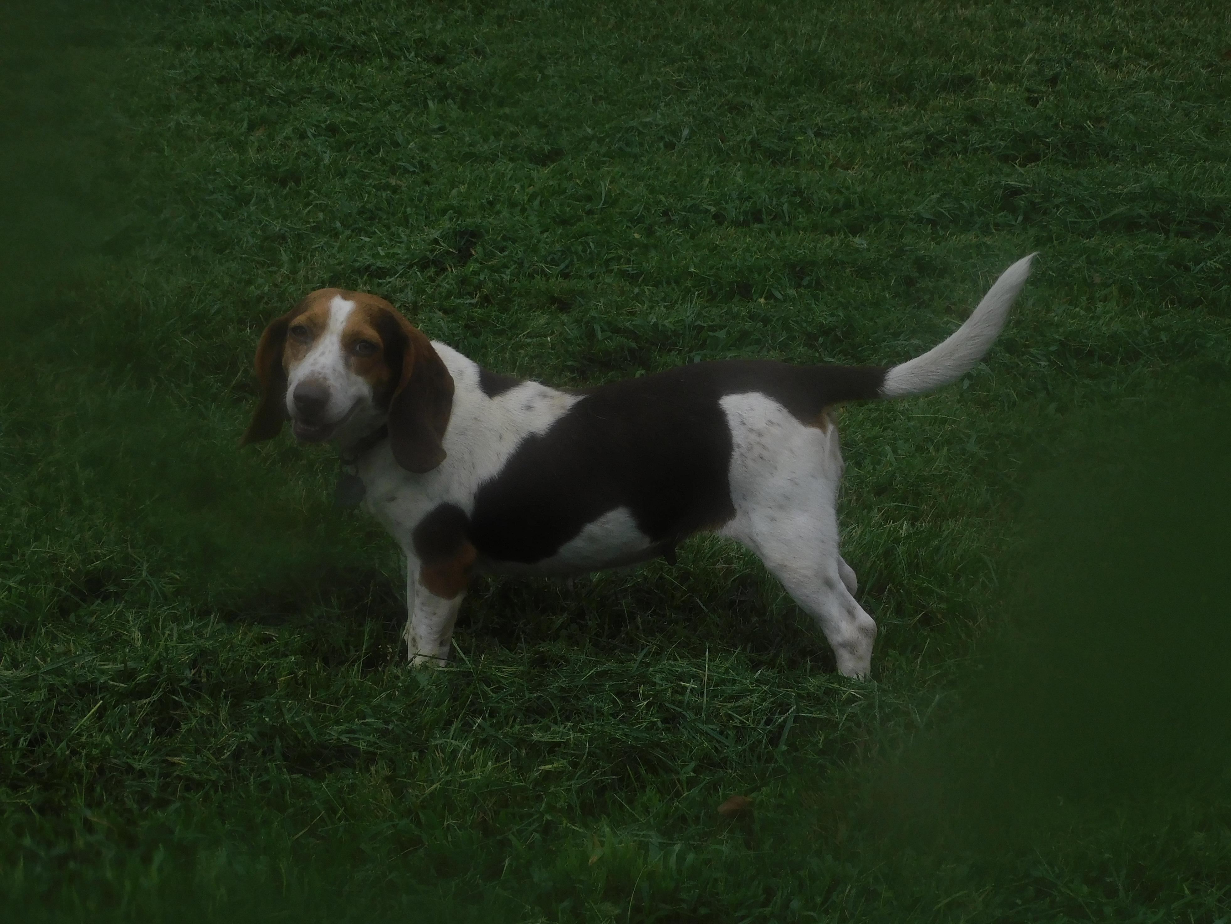 Clover, ADOPTABLE, Adult Female Beagle.