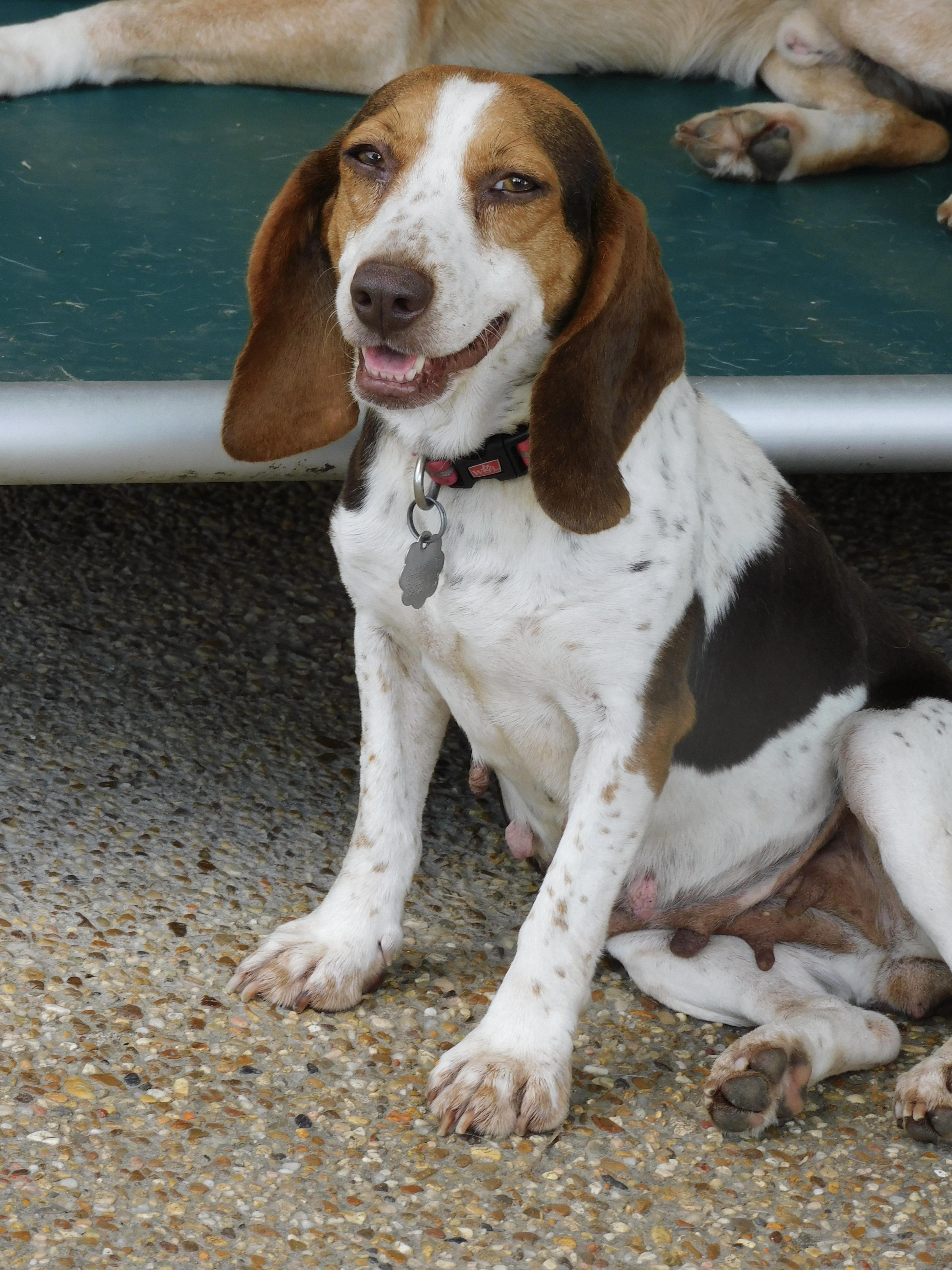 Clover, a ADOPTABLE Beagle in Prairieville, LA image 5/6