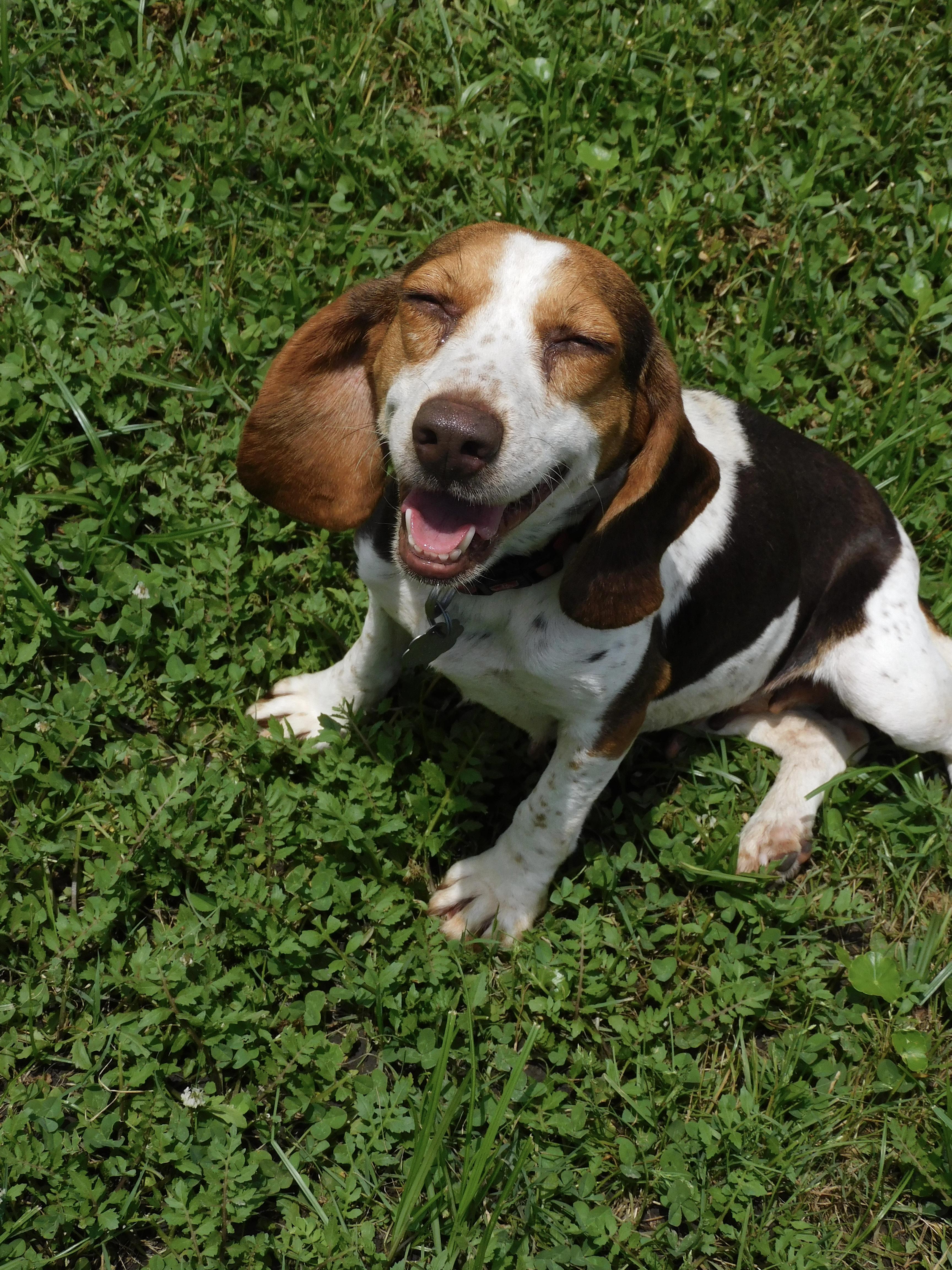 Clover, a ADOPTABLE Beagle in Prairieville, LA image 6/6