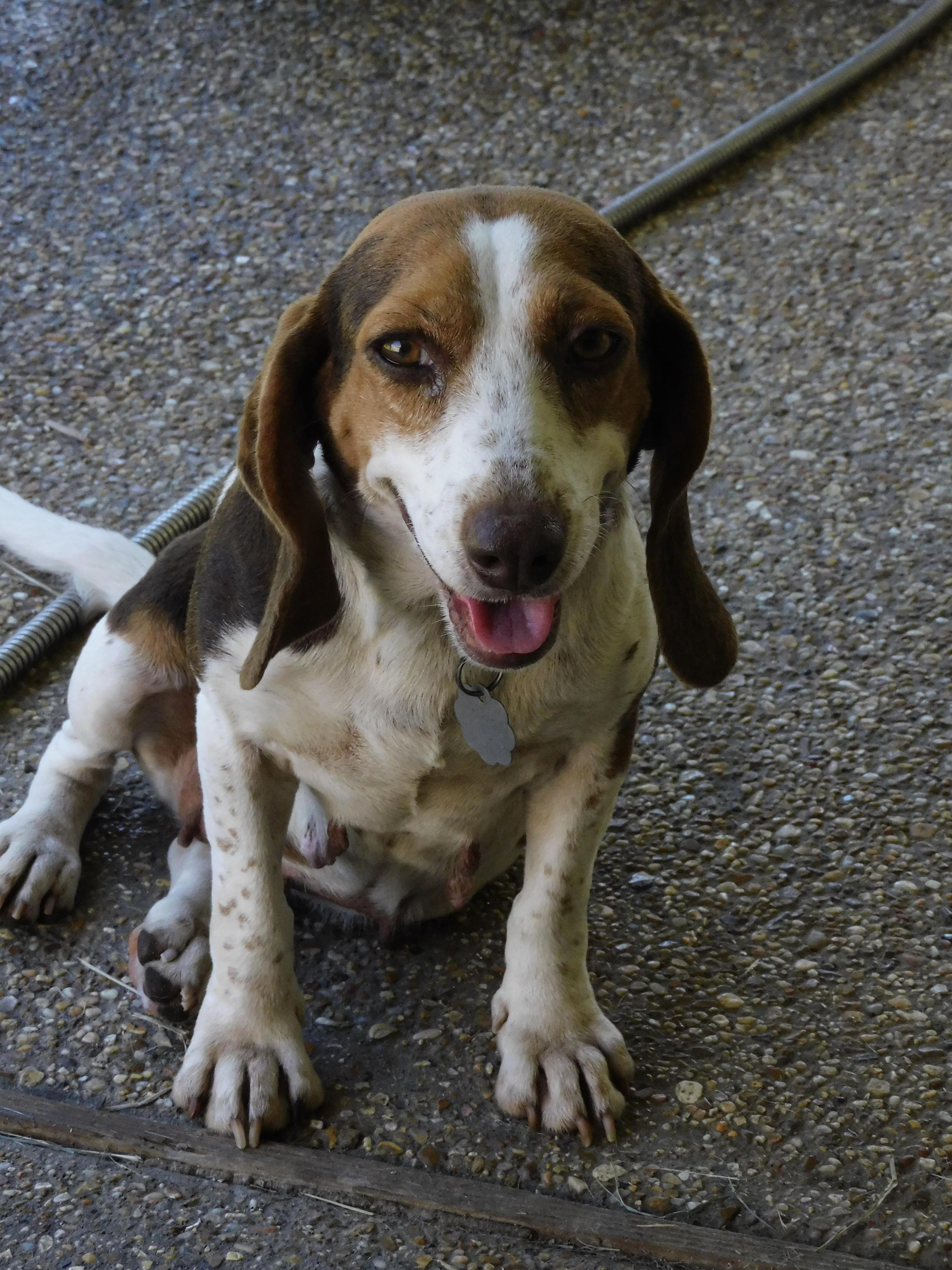 Enlarge Clover, a Adoptable Beagle in Prairieville, LA image 6/6